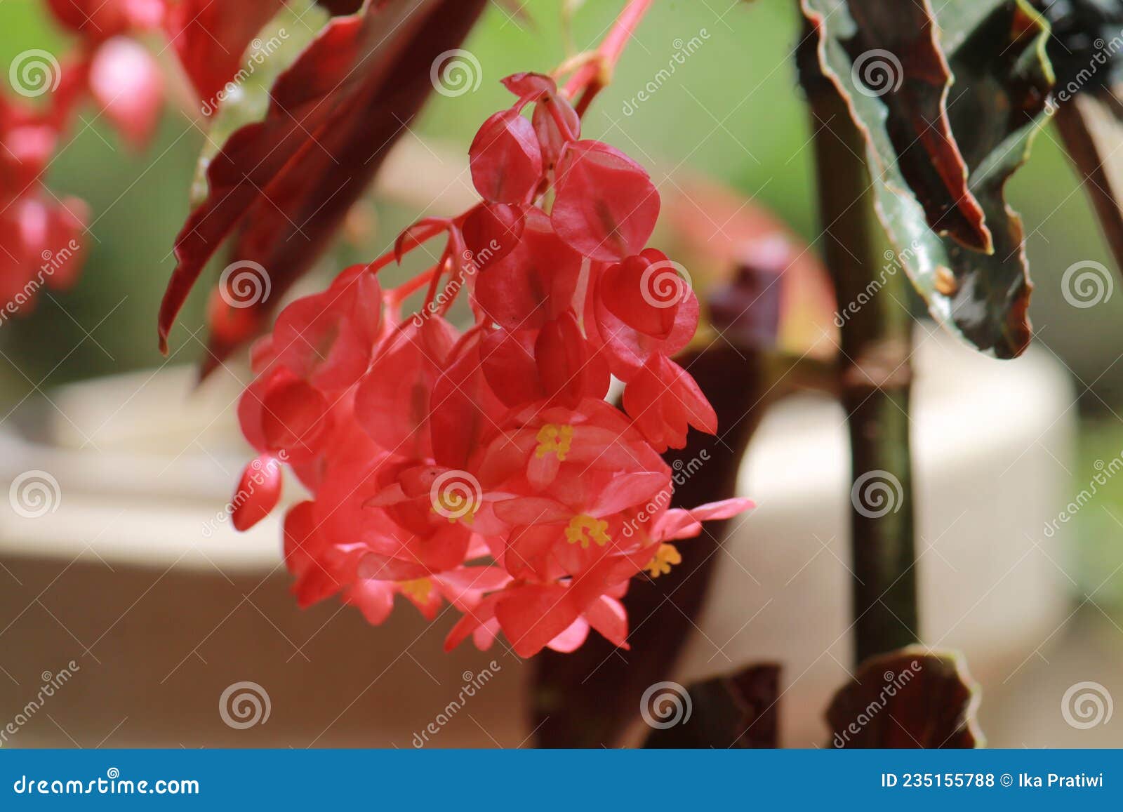 A Bunch of Richmond Begonias (Begonia Semperflorens) Horizontal Photo  Format Stock Photo - Image of petal, underside: 235155788