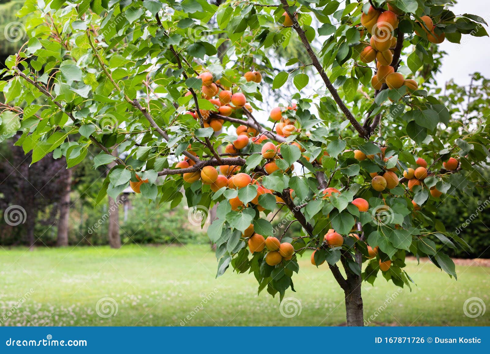 Ripe Apricots in the Orchard Stock Photo - Image of apricots, plant ...