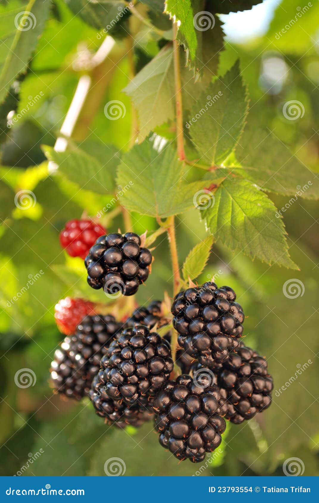 Bunch of ripe blackberries stock photo. Image of berries 23793554