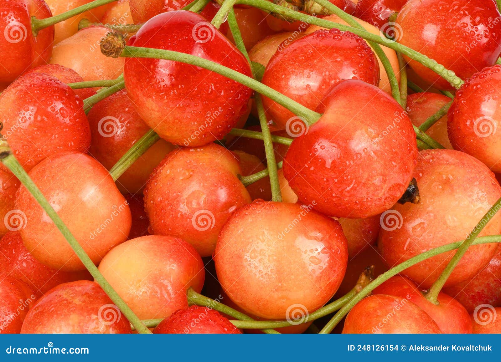Bunch Of Ripe Cherries With Stems And Leaves Big Collection Of Fresh