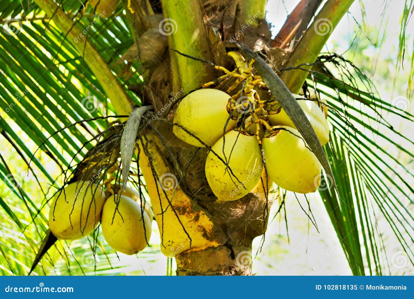 Bunch of ripe coconuts stock image. Image of garden 102818135