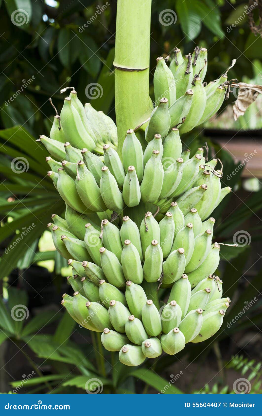 Bunch Of Ripening Green Apple Bananas On A Banana Tree In Big Island Of