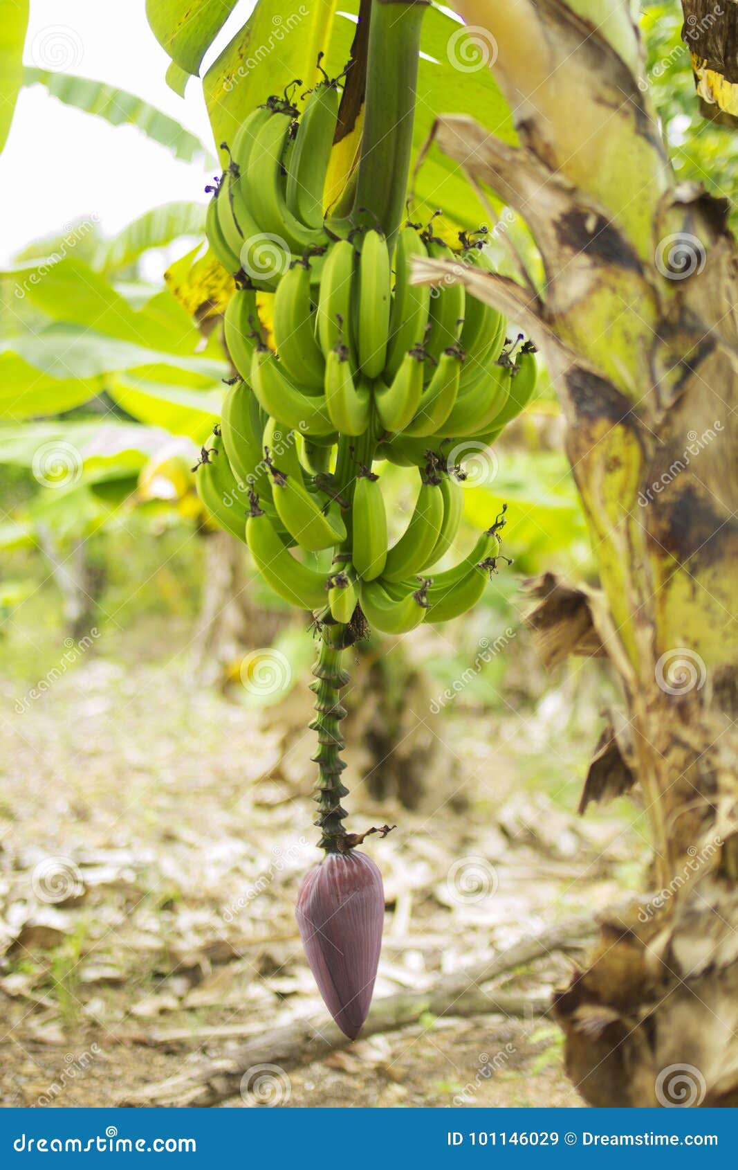Bunch Of Ripening Green Apple Bananas On A Banana Tree In Big Island Of