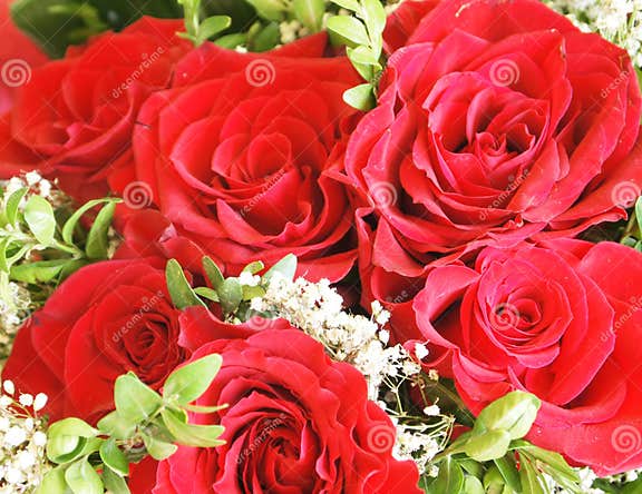 A bunch of roses stock image. Image of bunch, flower - 23828507