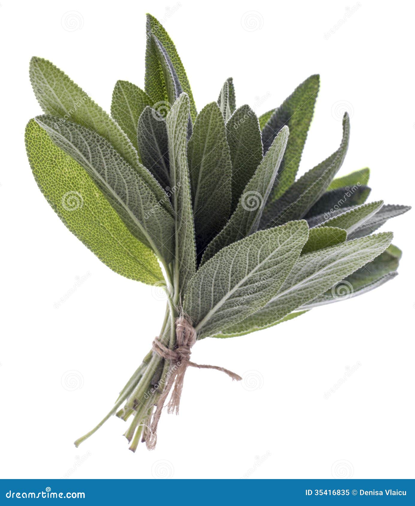 Bunch of sage fresh leaves stock image. Image of isolated 35416835