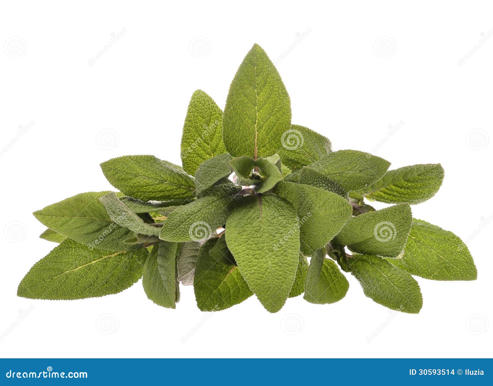 Bunch of sage leaves stock photo. Image of fresh, healthy 30593514