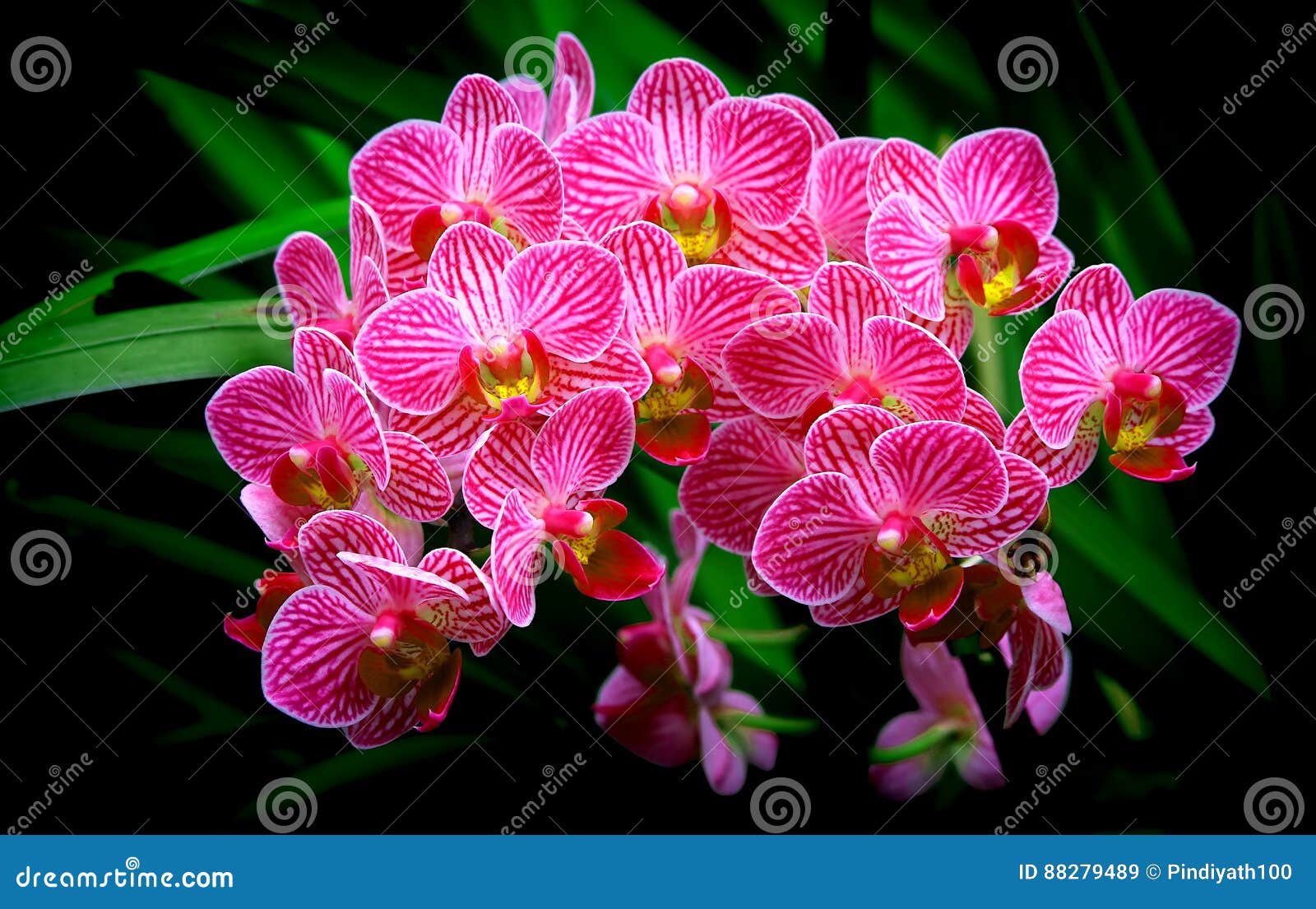 bunch of small pink phalaenopsis orchids