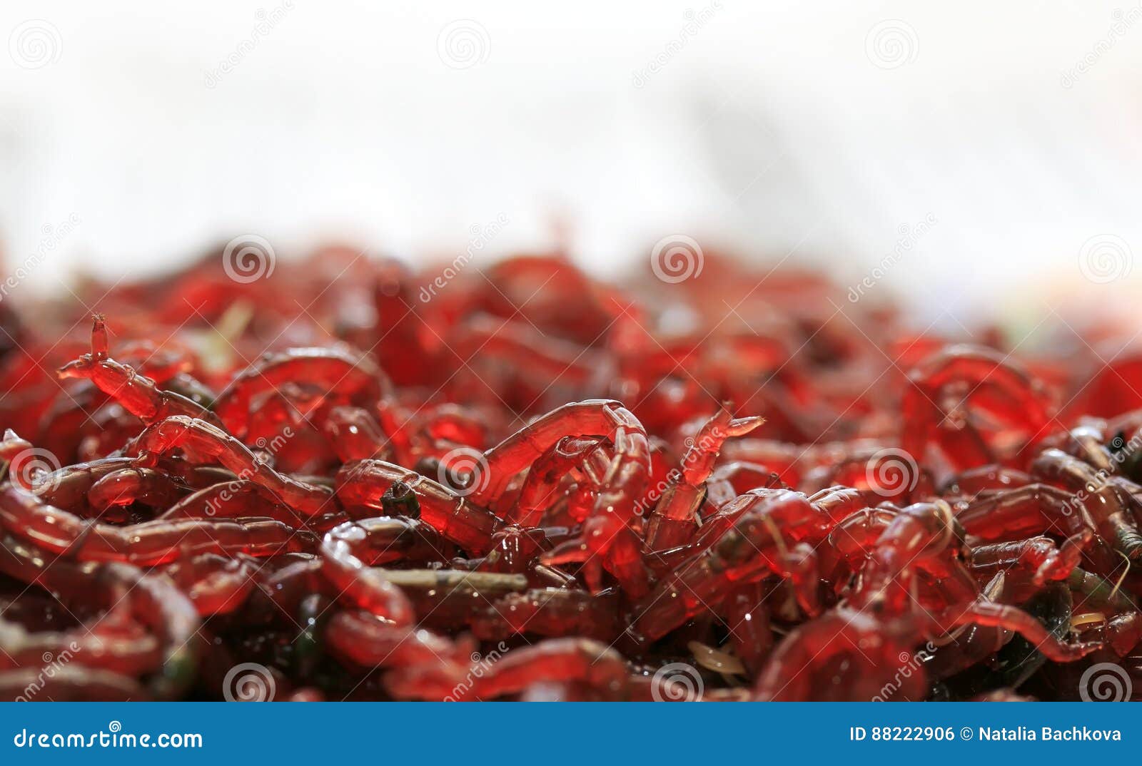 A Bunch of Small Red Mosquito Larvae Bloodworm is Lying on a White