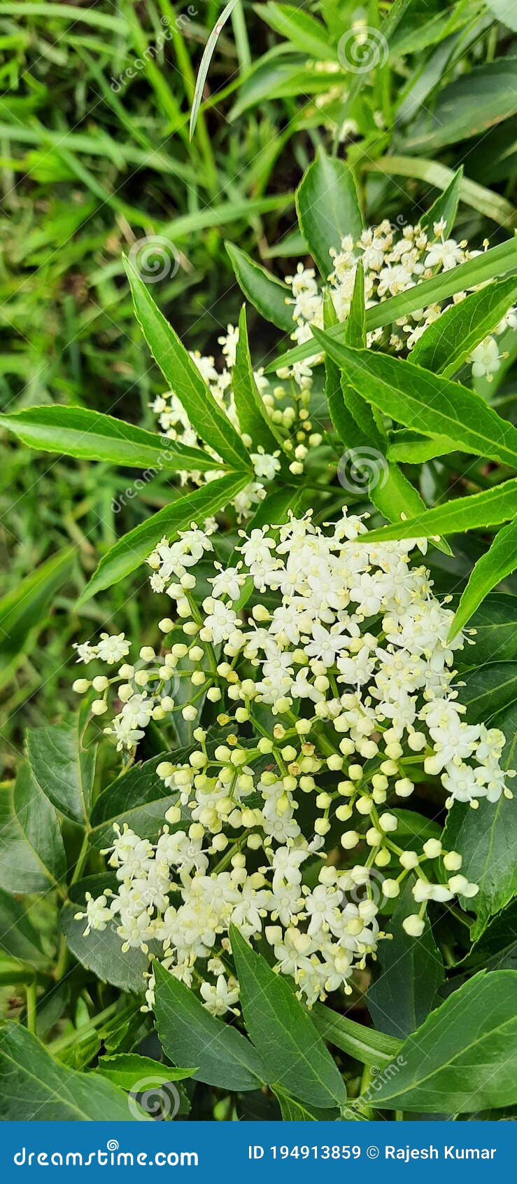 Bunch of Small White Flowers Stock Image Image of flowers, shrub