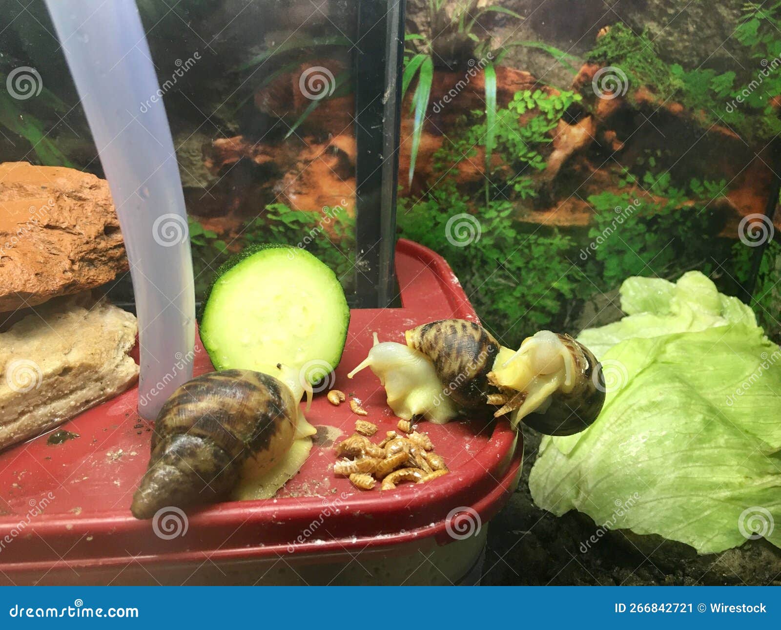 Bunch on Snails Eating Vegetables on a Table Stock Image Image of