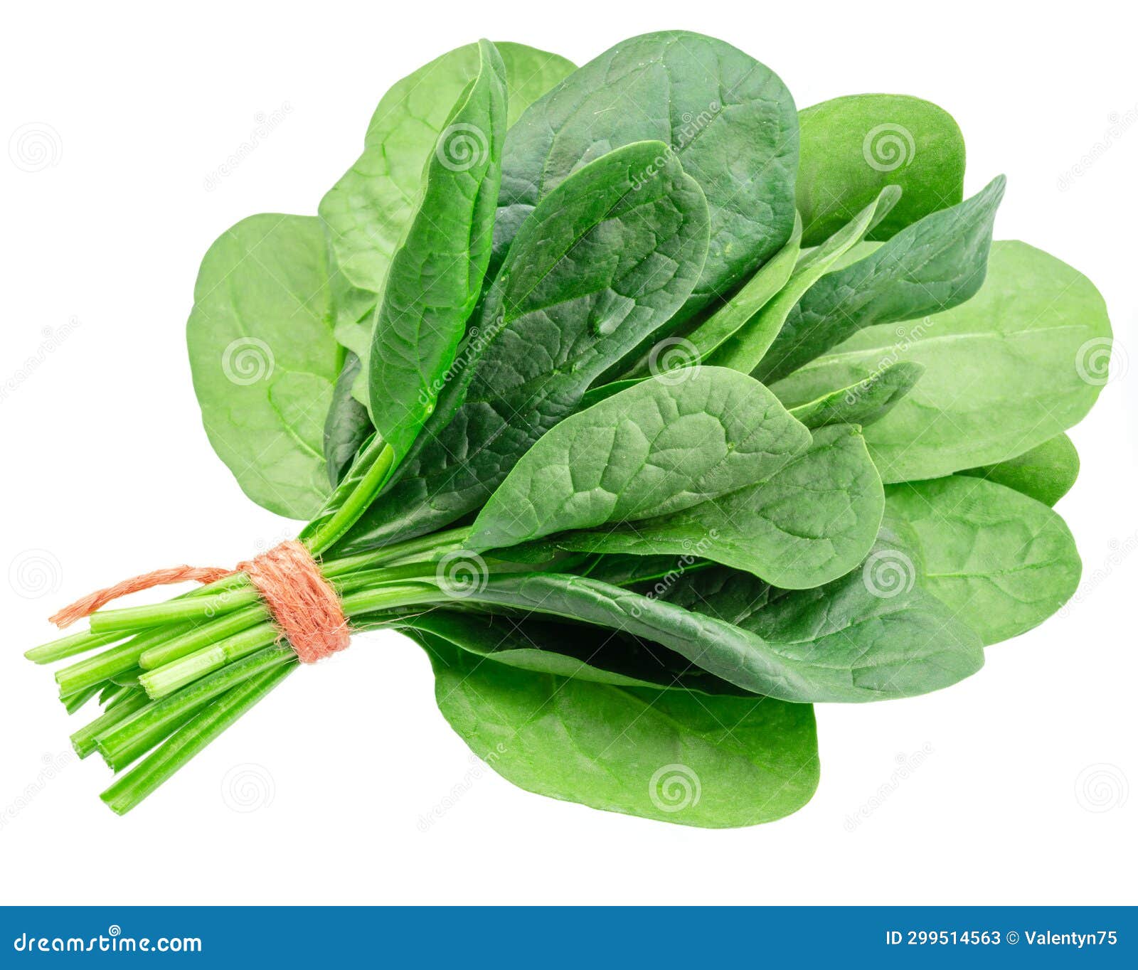 Bunch of Spinach Leaves Isolated on White Background Stock Image