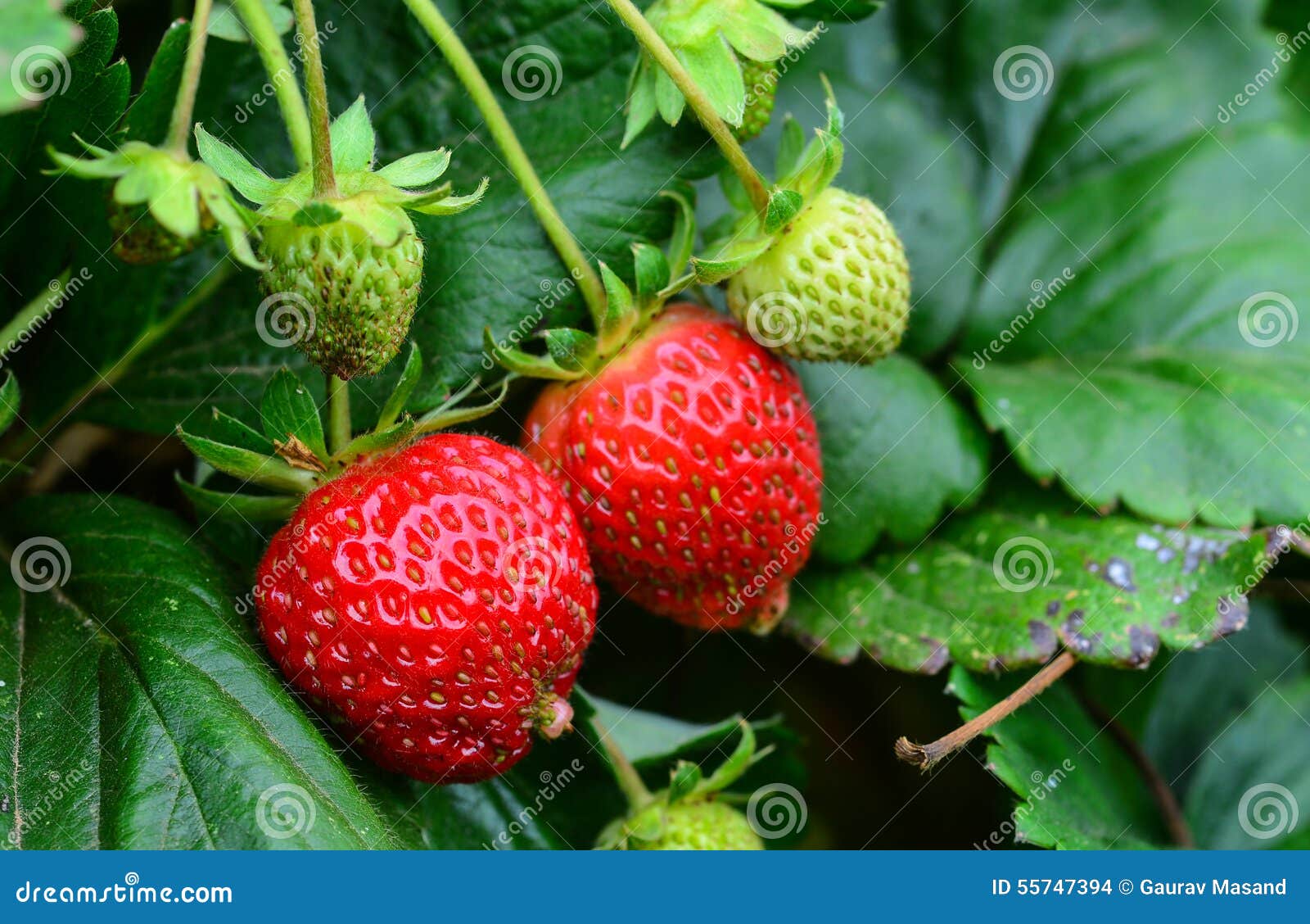 bunch of strawberries