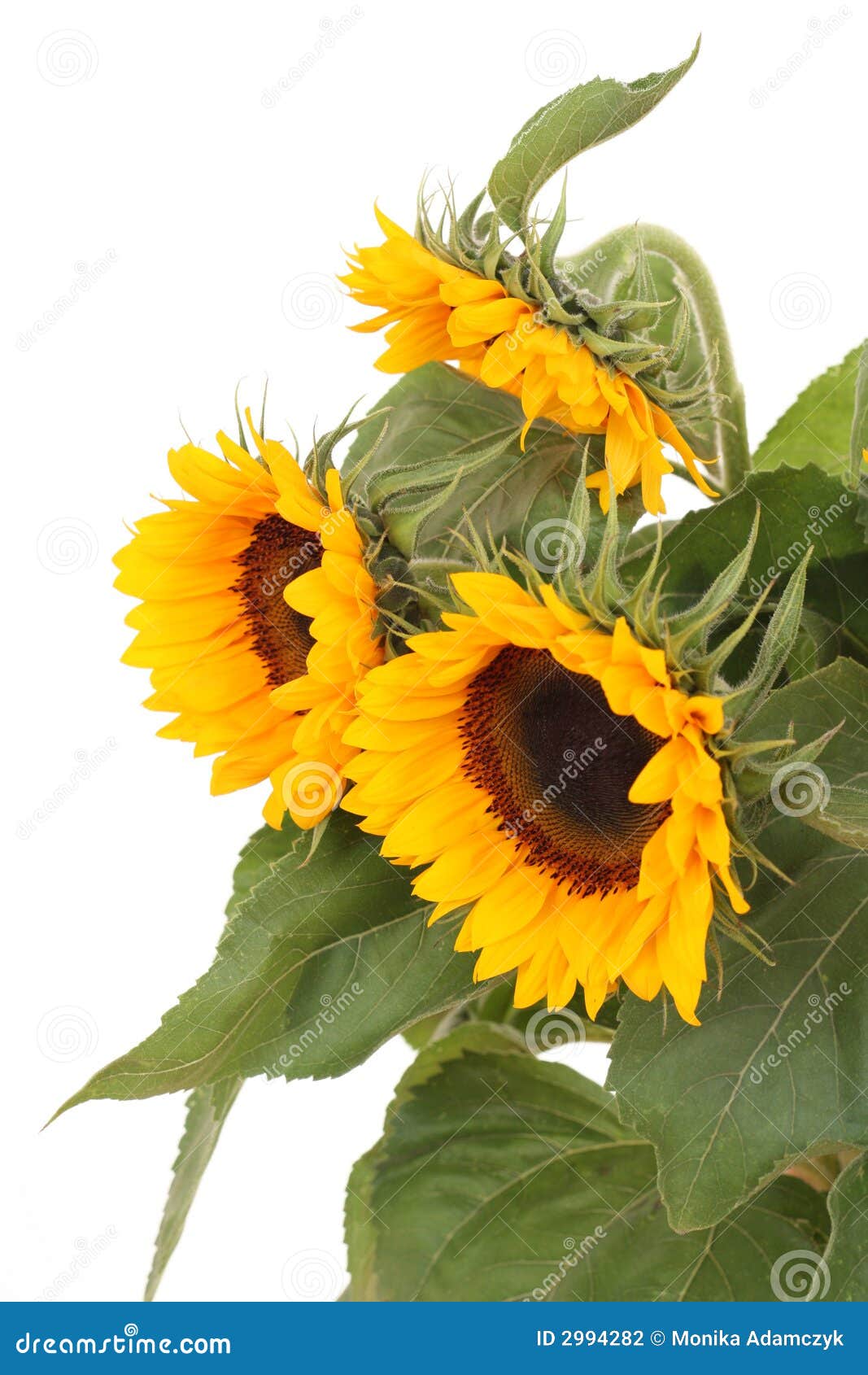 Bunch of sunflowers stock photo. Image of plant, flora 2994282