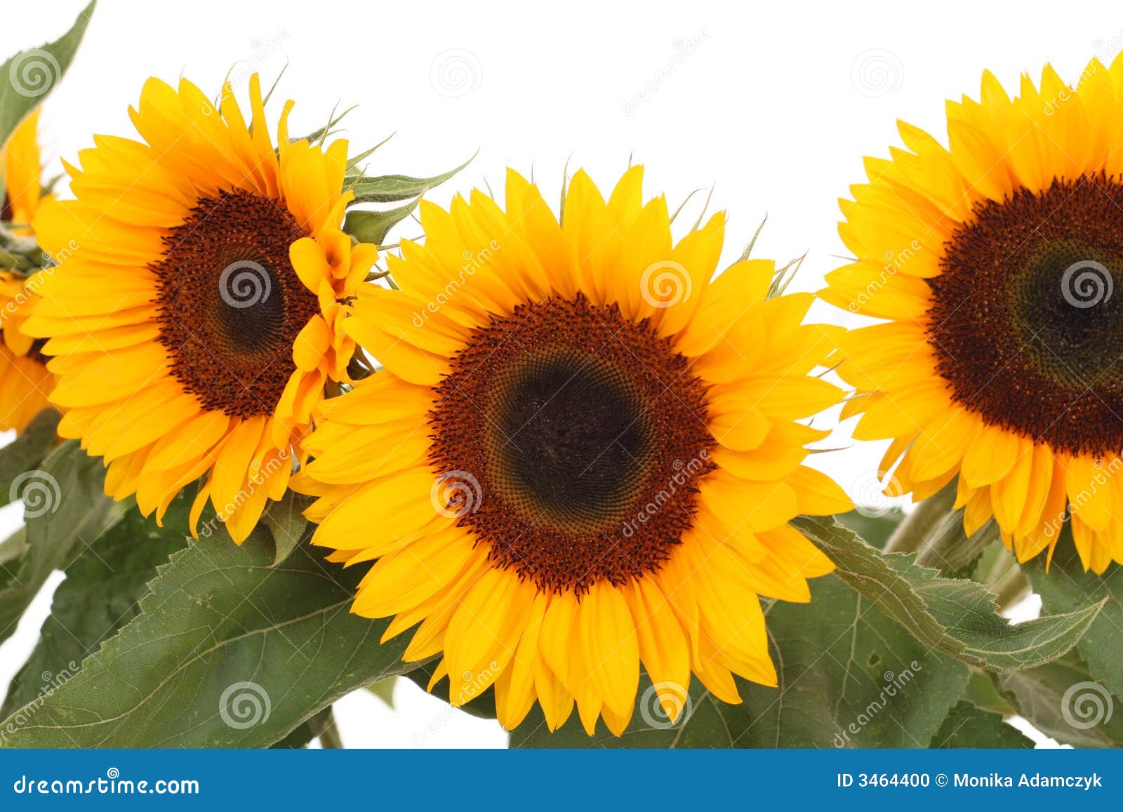 Bunch of sunflowers stock photo. Image of botany, blossom 3464400
