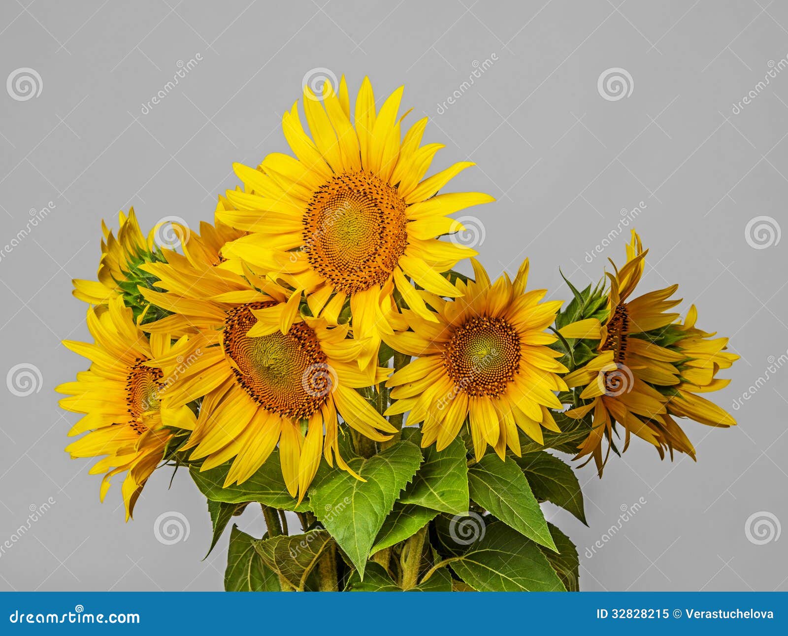 Bunch of sunflowers stock image. Image of natural, bright 32828215