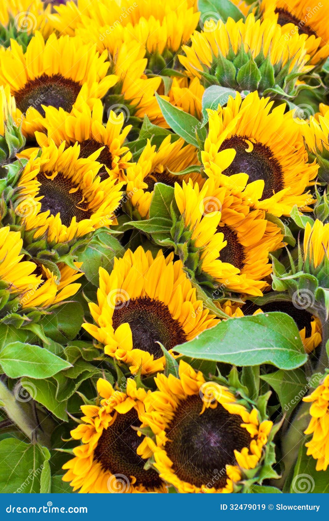 A bunch of sunflowers stock image. Image of stall, plant 32479019