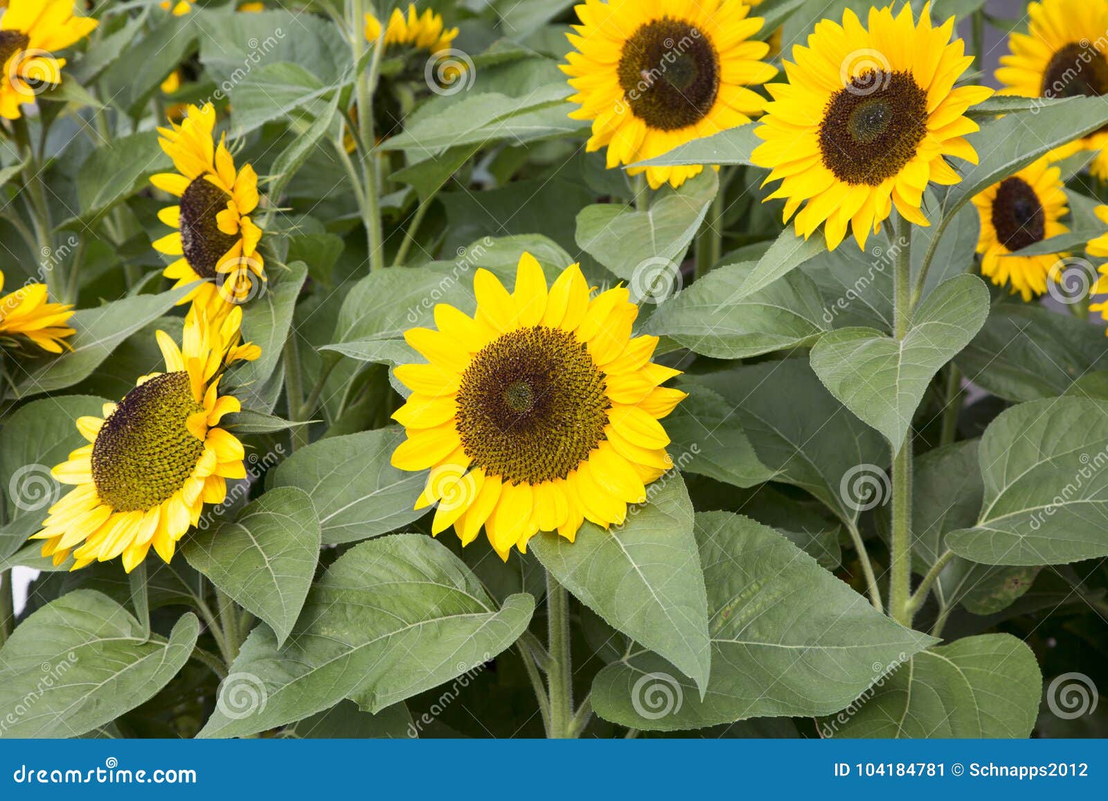 Bunch of Sunflowers stock image. Image of colorful, plant 104184781