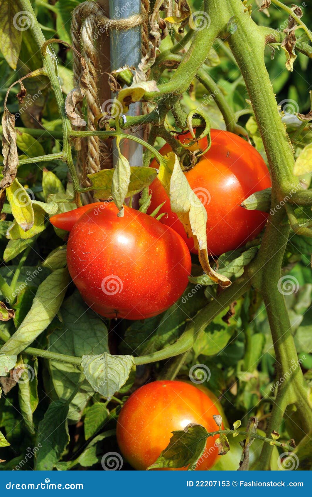 Bunch with Three Big Red Tomatoes Stock Image Image of homegrown, full 22207153