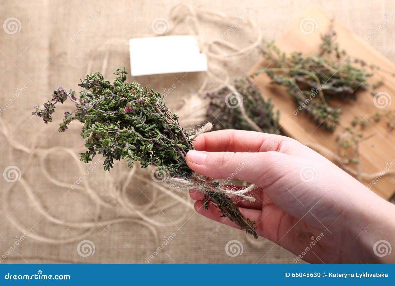 Bunch of Thyme in Female Hand Stock Photo Image of green, bush 66048630