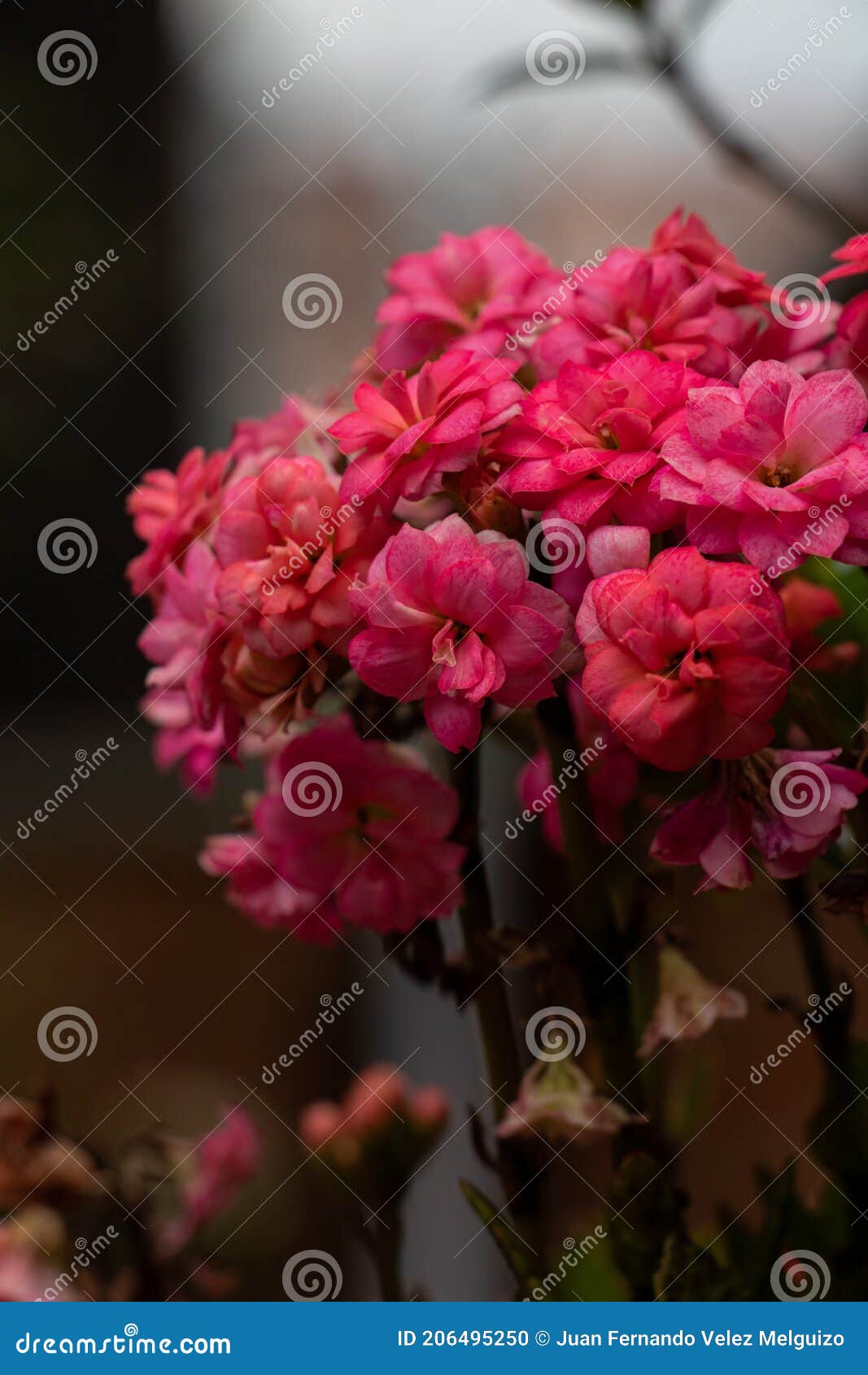Tiny Red Country Flowers stock photo. Image of leaf 206495250