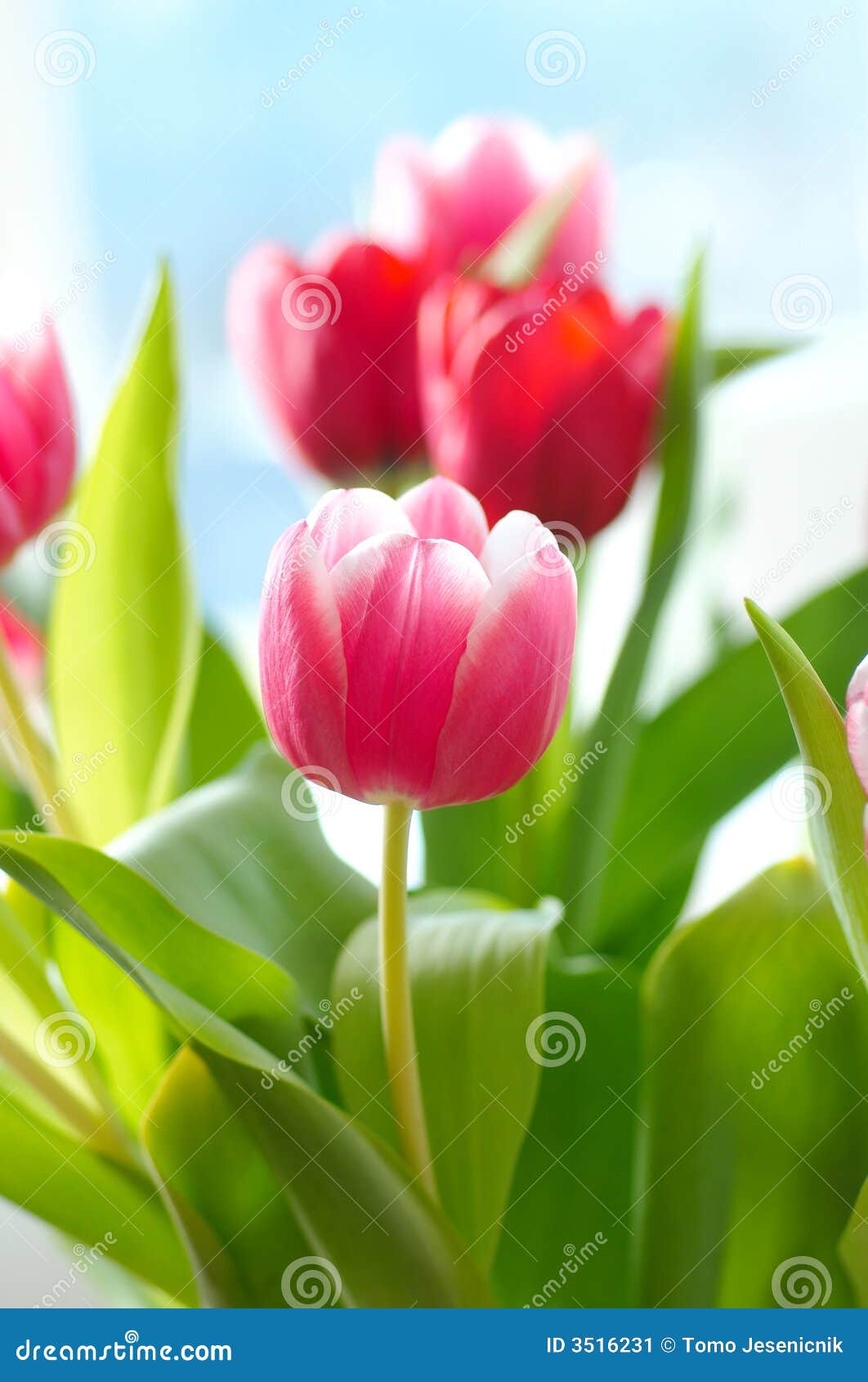 bunch of tulip flowers