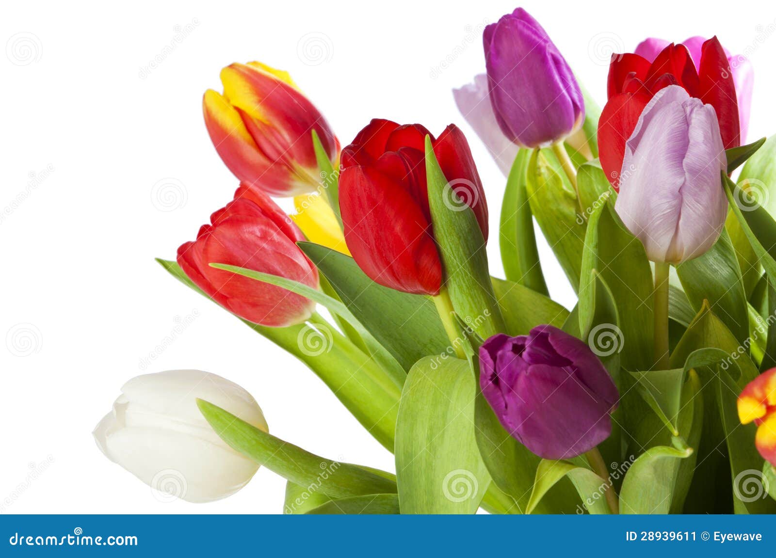 A bunch of tulips stock image. Image of multicolored - 28939611