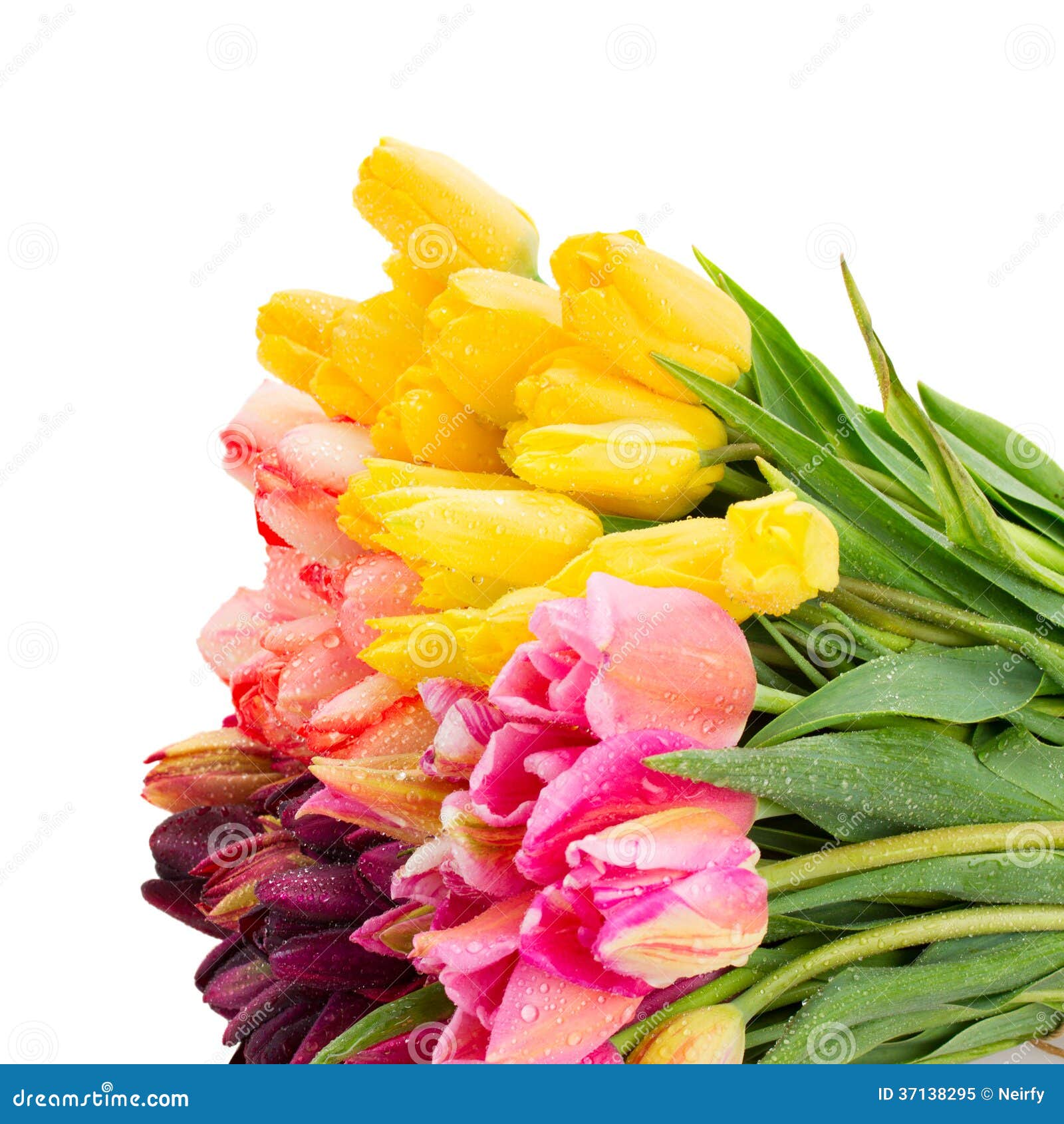 Bunch of Tulips Flowers Close Up Stock Image - Image of nature, present ...