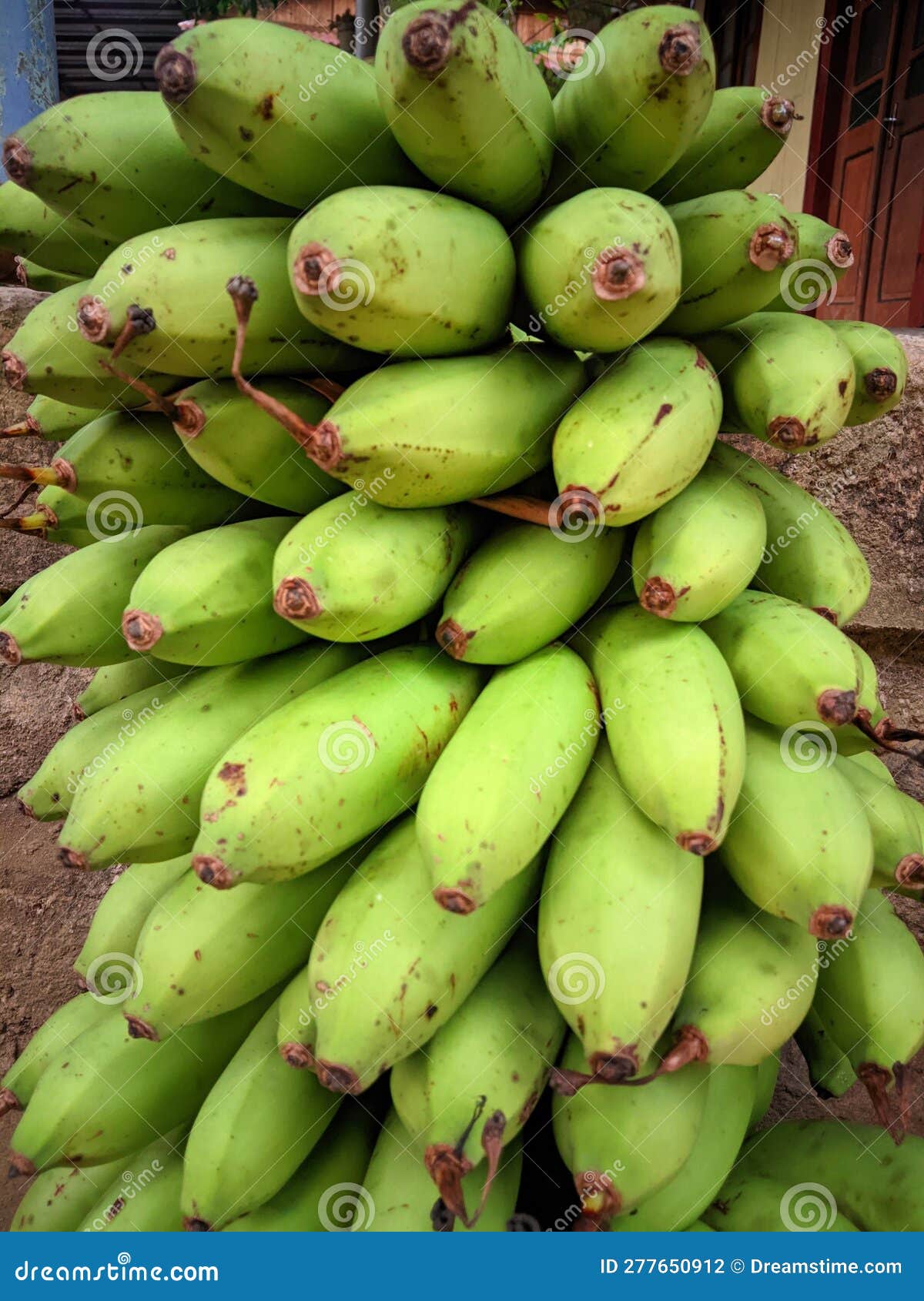 Bunch of Unripe Bananas Upside Down Stock Photo Image of upside