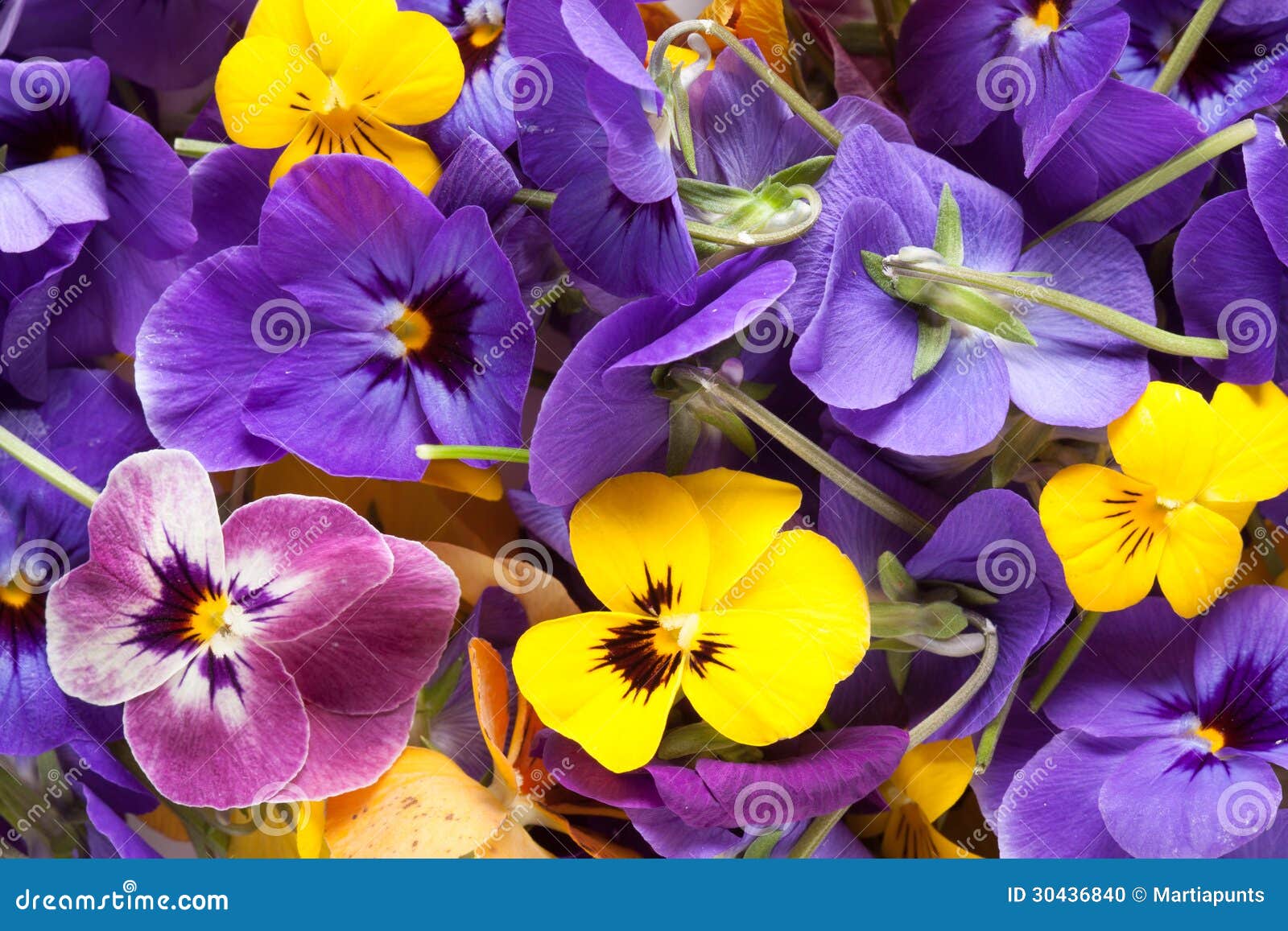 bunch of violet eatable flowers