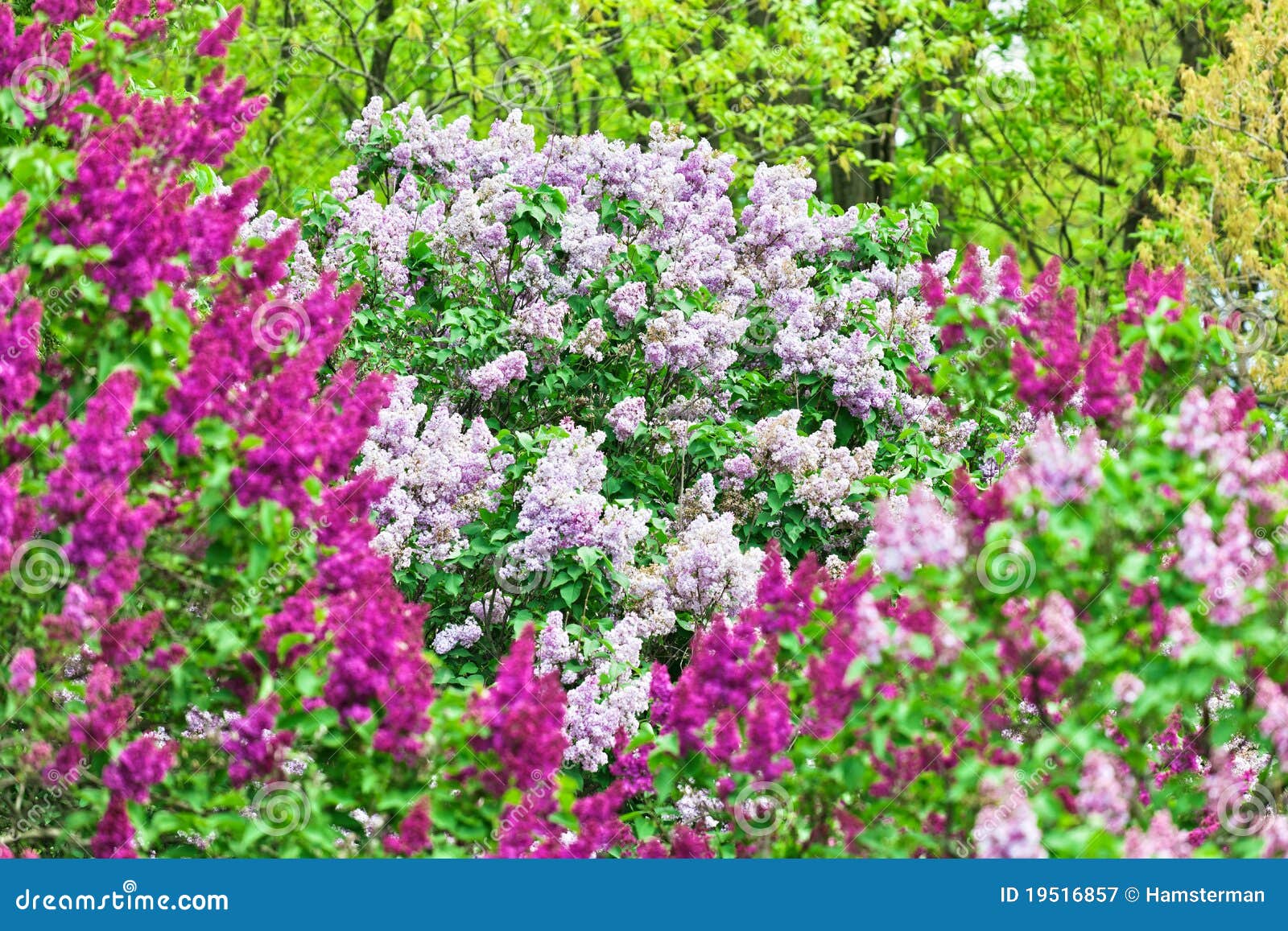 Bunch of Violet Lilac Flower Stock Image Image of growing, foliage