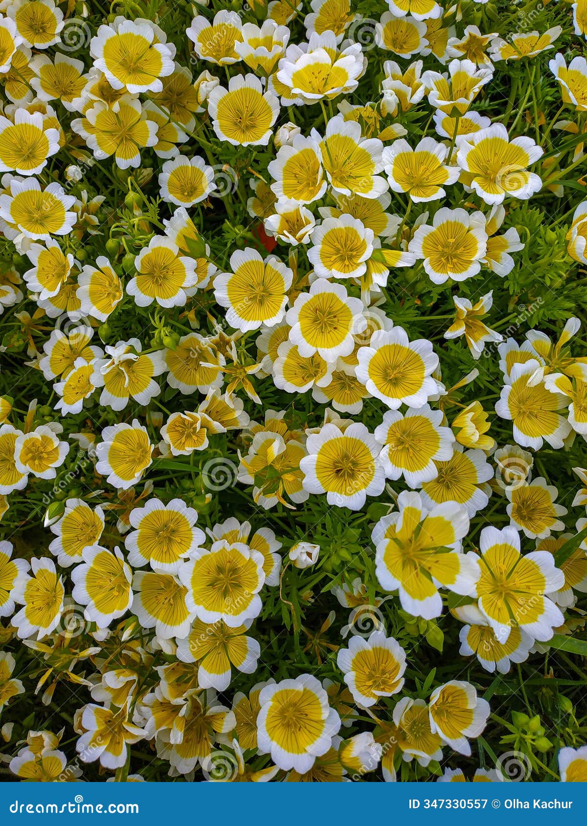 bunch of wild douglas' meadowfoam or poached egg plant or limnanthes douglasii on a field