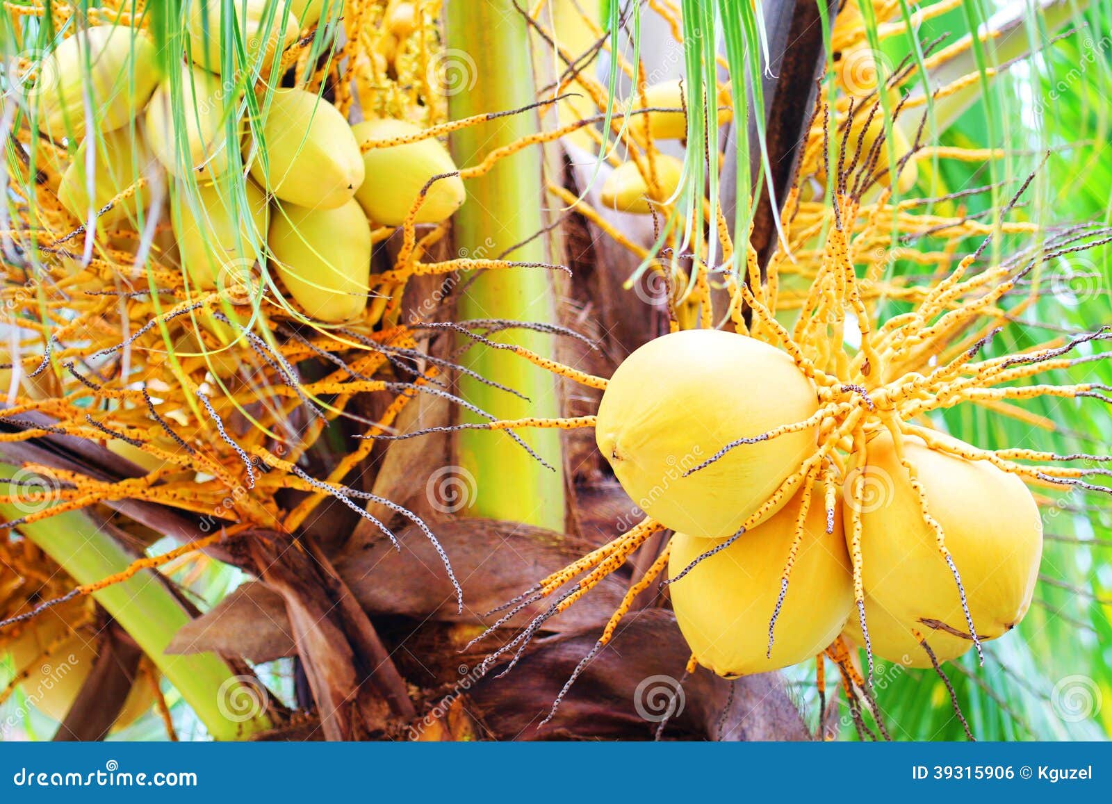 Bunch of Yellow Coconut at Palm Tree Stock Photo Image of bunch