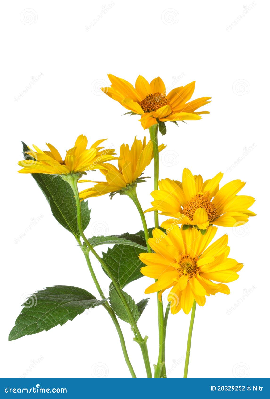 Bunch of yellow daisy flowers on white background