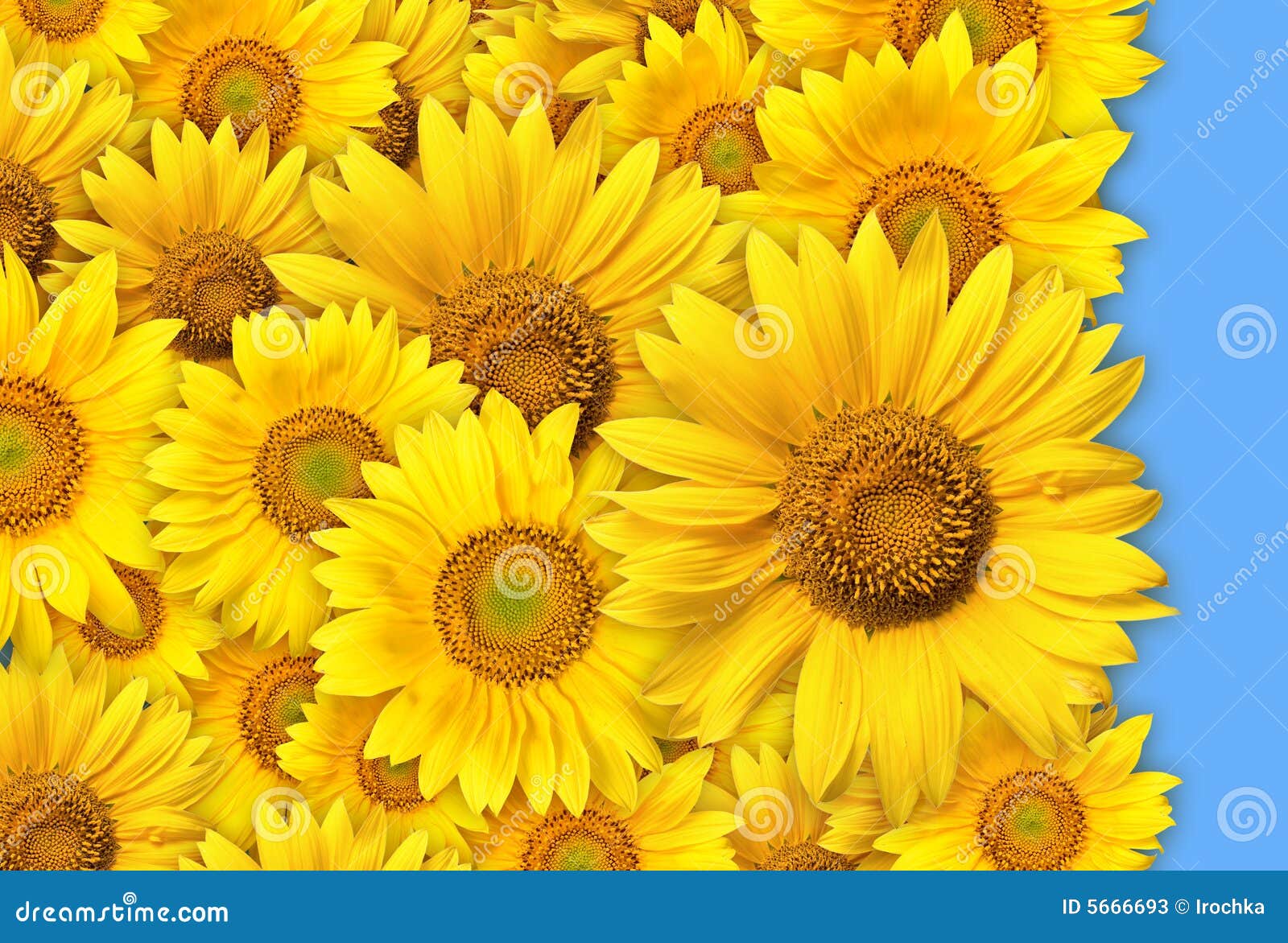 Tipi Di Fiori Gialli.Bunch Of Yellow Flowers Stock Image Image Of Background 5666693