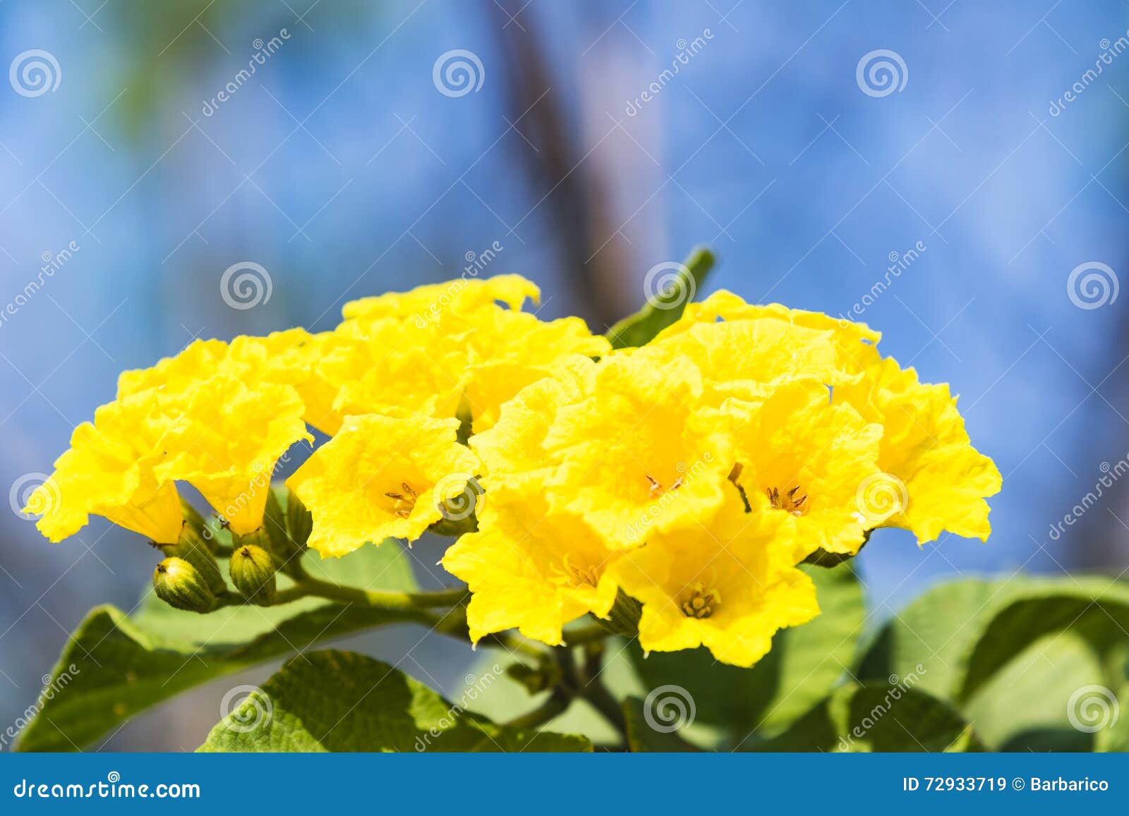 A bunch of Yellow Flowers stock image. Image of america 72933719