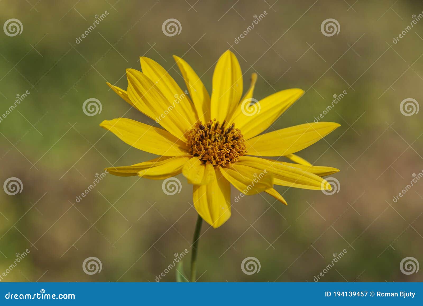 a bunch of yellow flowers that pollinate a bee