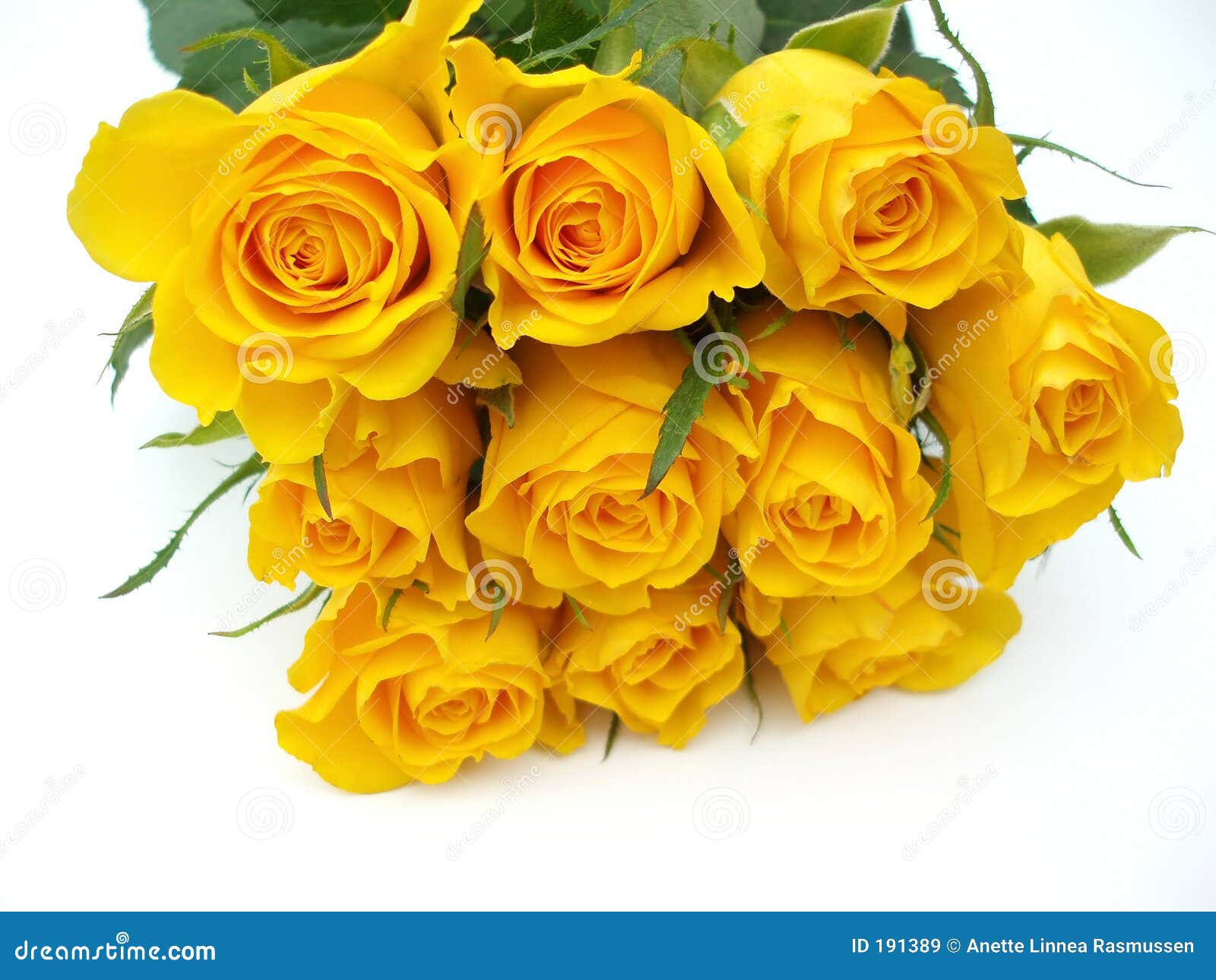 Bunch of yellow roses stock image. Image of botanical, beautiful 191389
