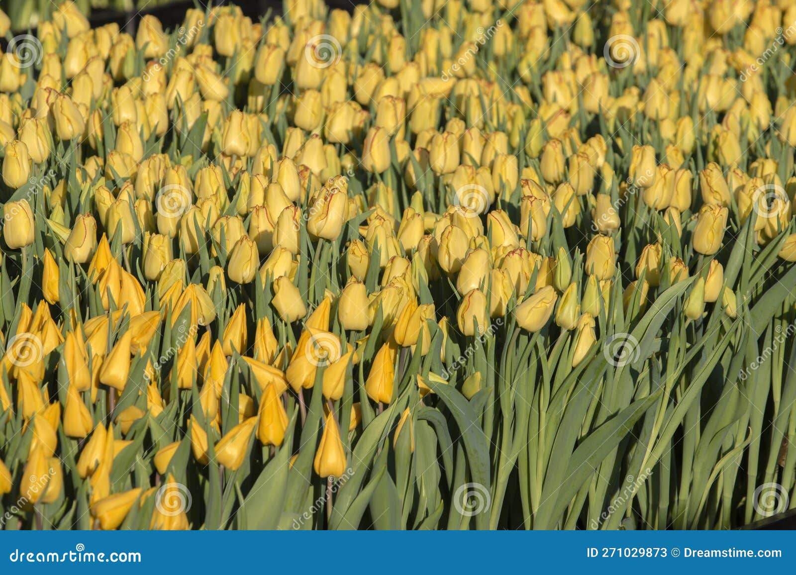 A Bunch of Yellow Tulips at Amsterdam the Netherlands 2112023 Stock