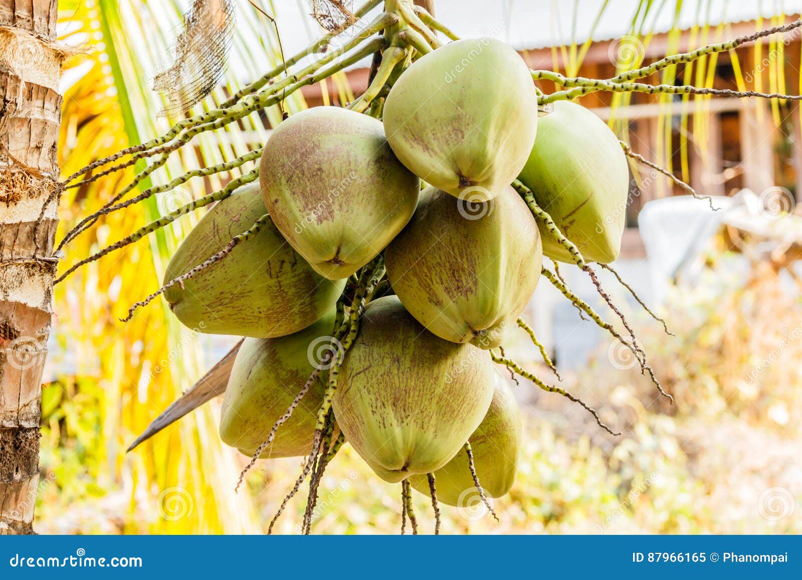 Bunch of Young Coconuts on Tree. Stock Image Image of fruit, milk
