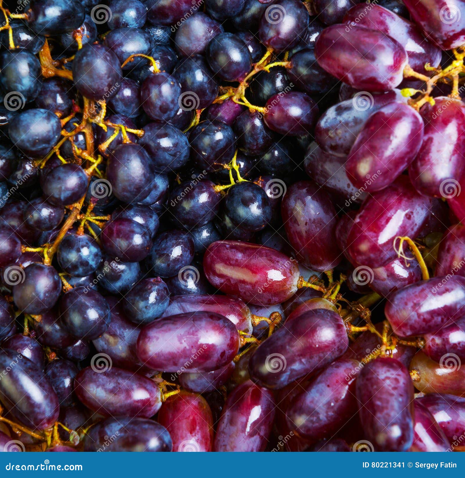 Bunches of Blue Purple Grape Stock Image Image of elongated, ladies