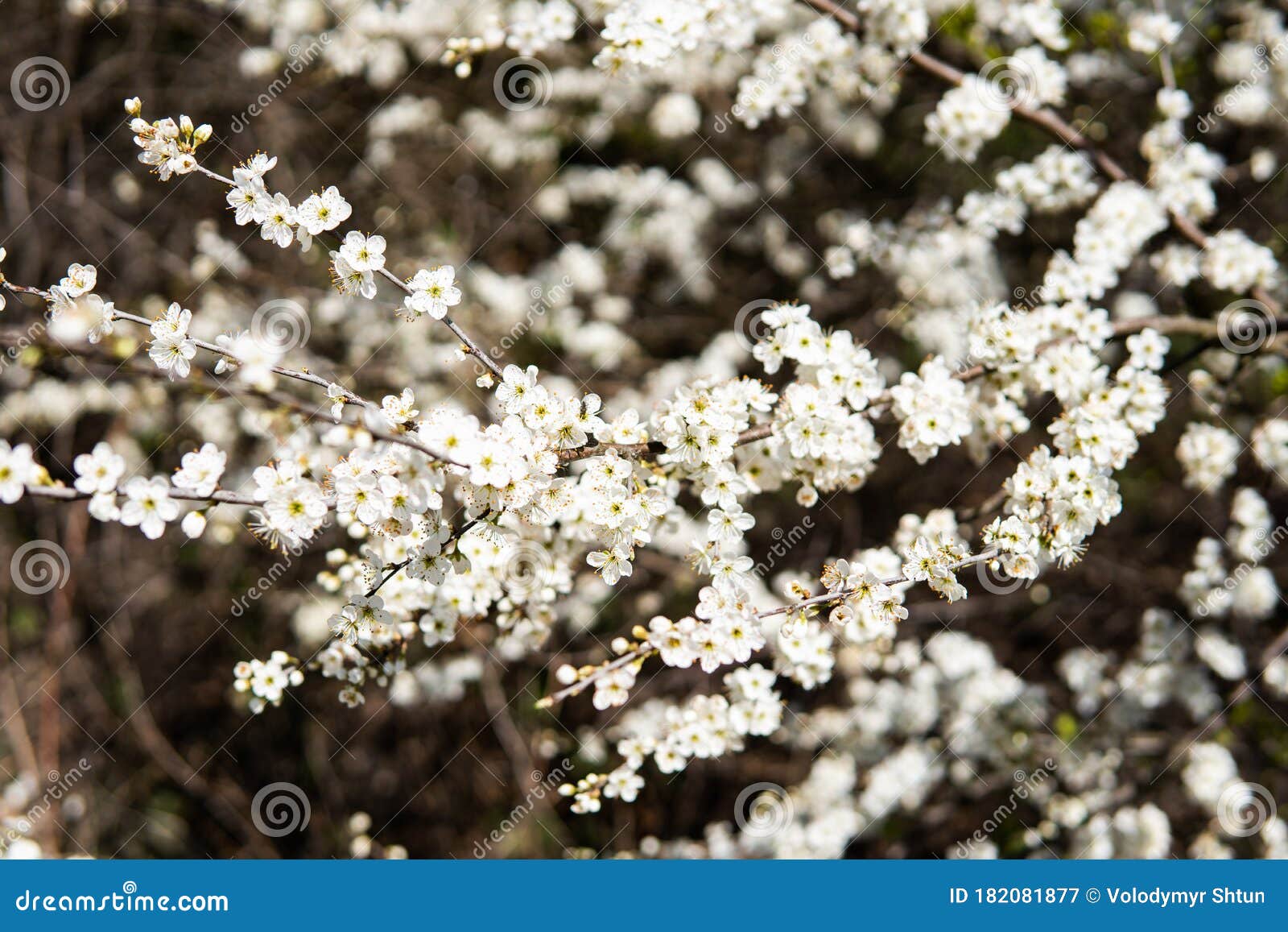 Bunches of Cherry Blossom with White Flowers. Stock Image Image of