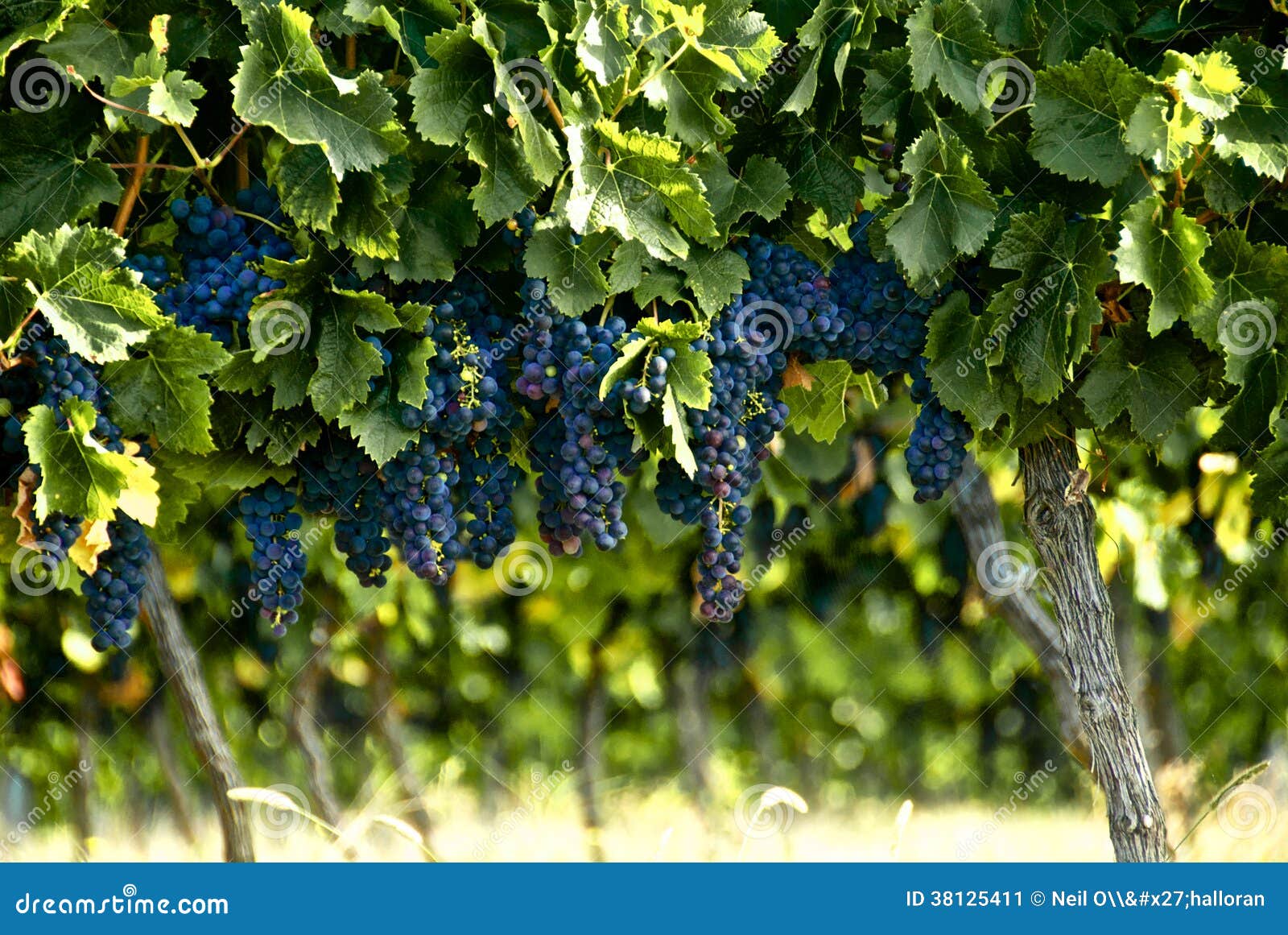 Bunches of French Red Wine Grapes Growing on Grapevine a Vineyard in Rural France Ready for Harvest before Making Bordeaux Stock Image - of leaf, grapevine: 38125411