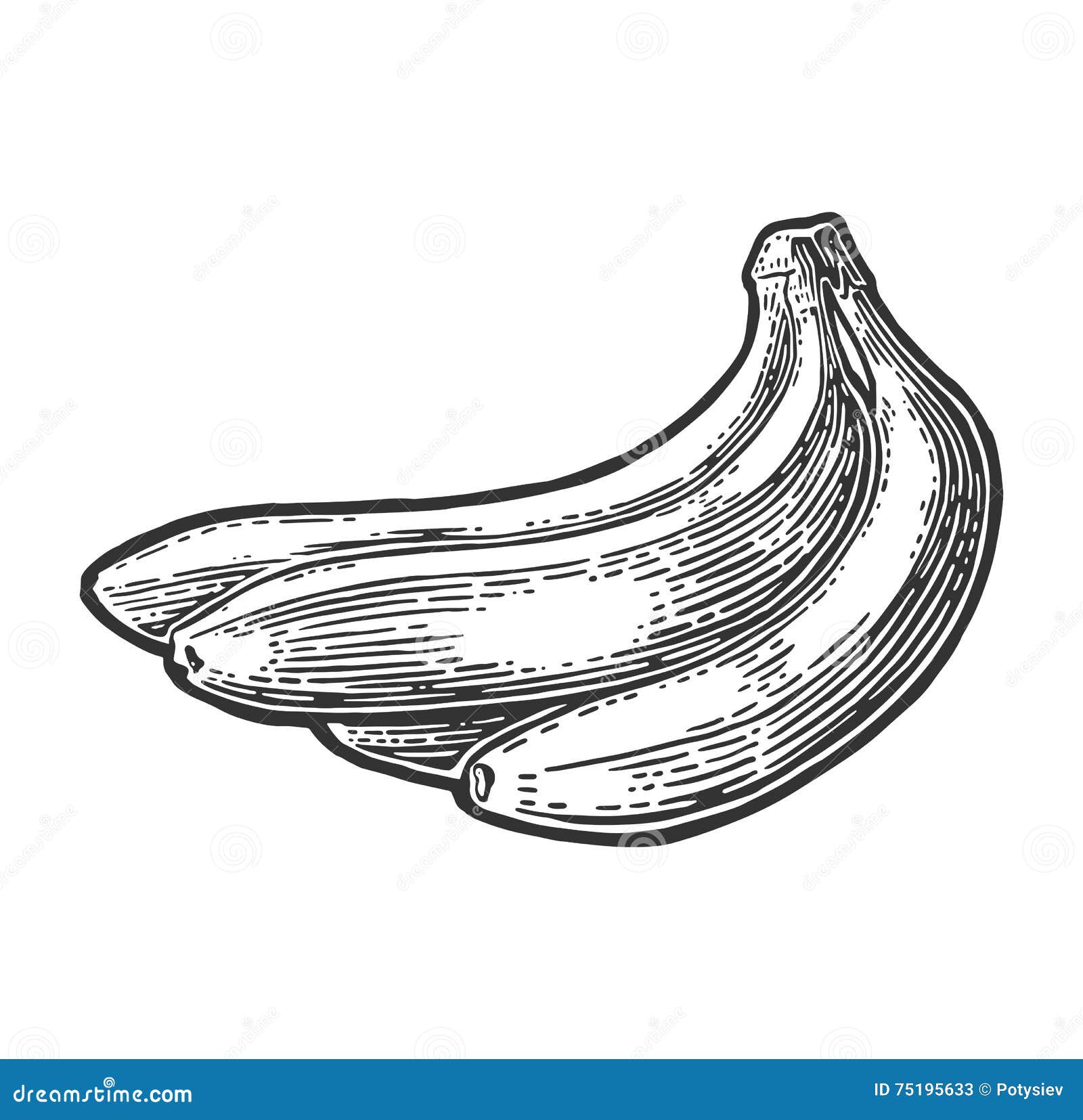 Bunches of Fresh Banana Fruits. Stock Vector - Illustration of white ...