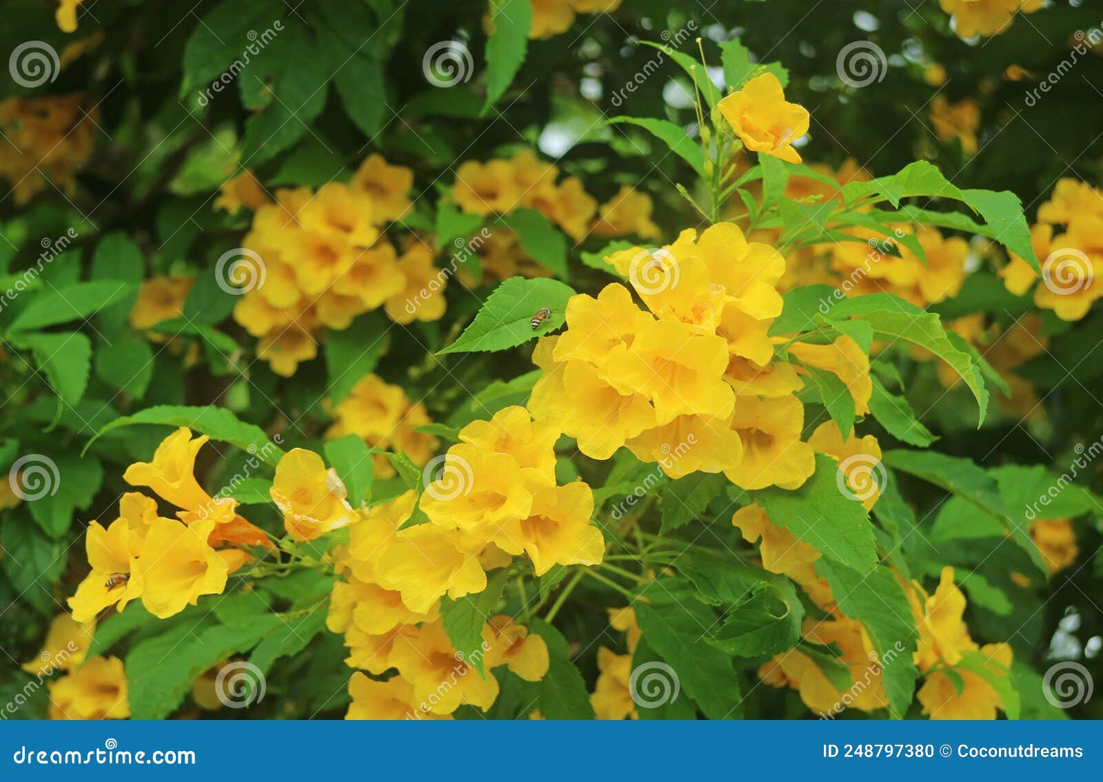 bunches of yellow bell flowers with little bees collecting nectar