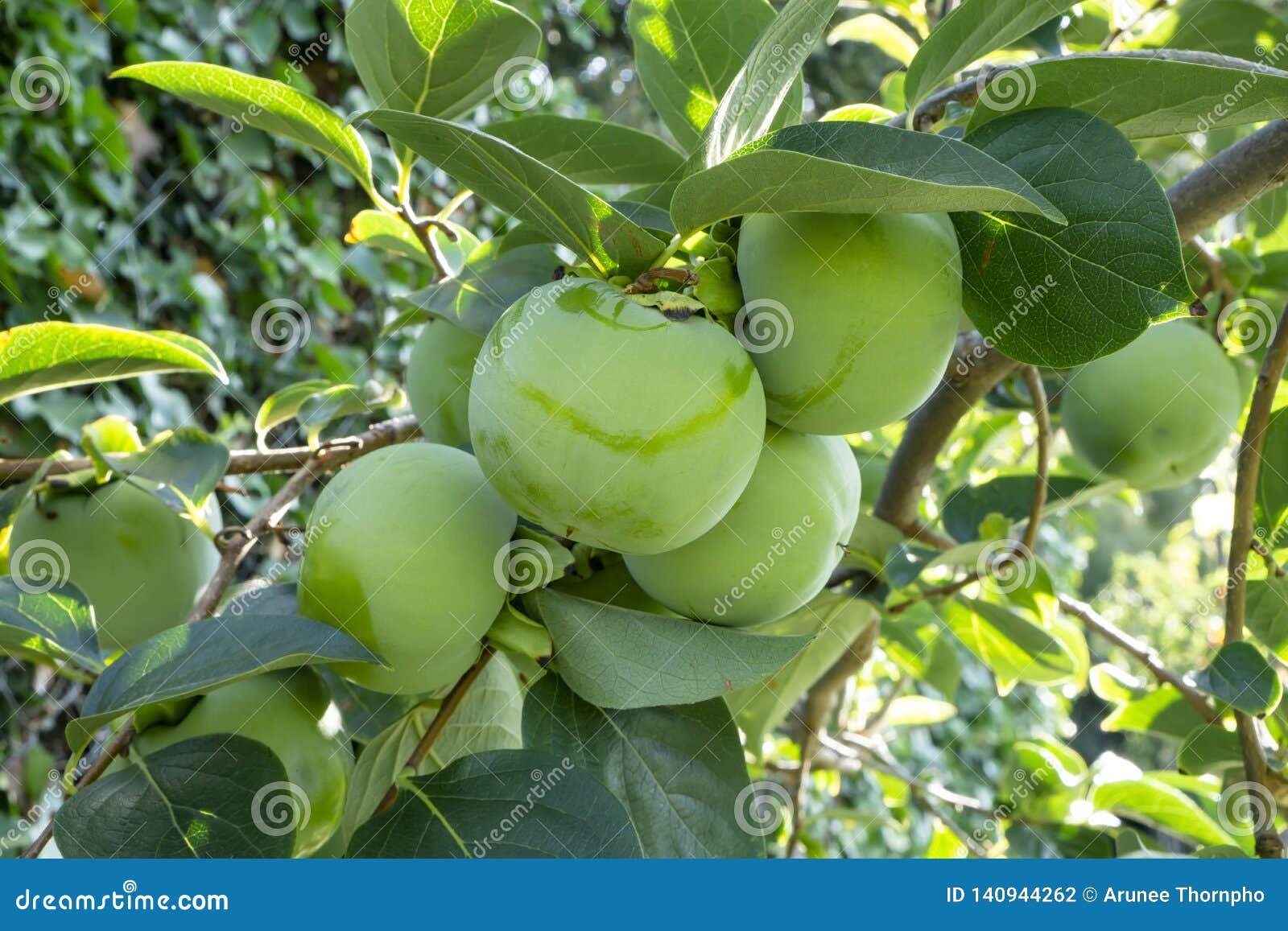 bunches of green raw persimmon round fruits and green leaves, kown as diospyros fruit, they are edible plant