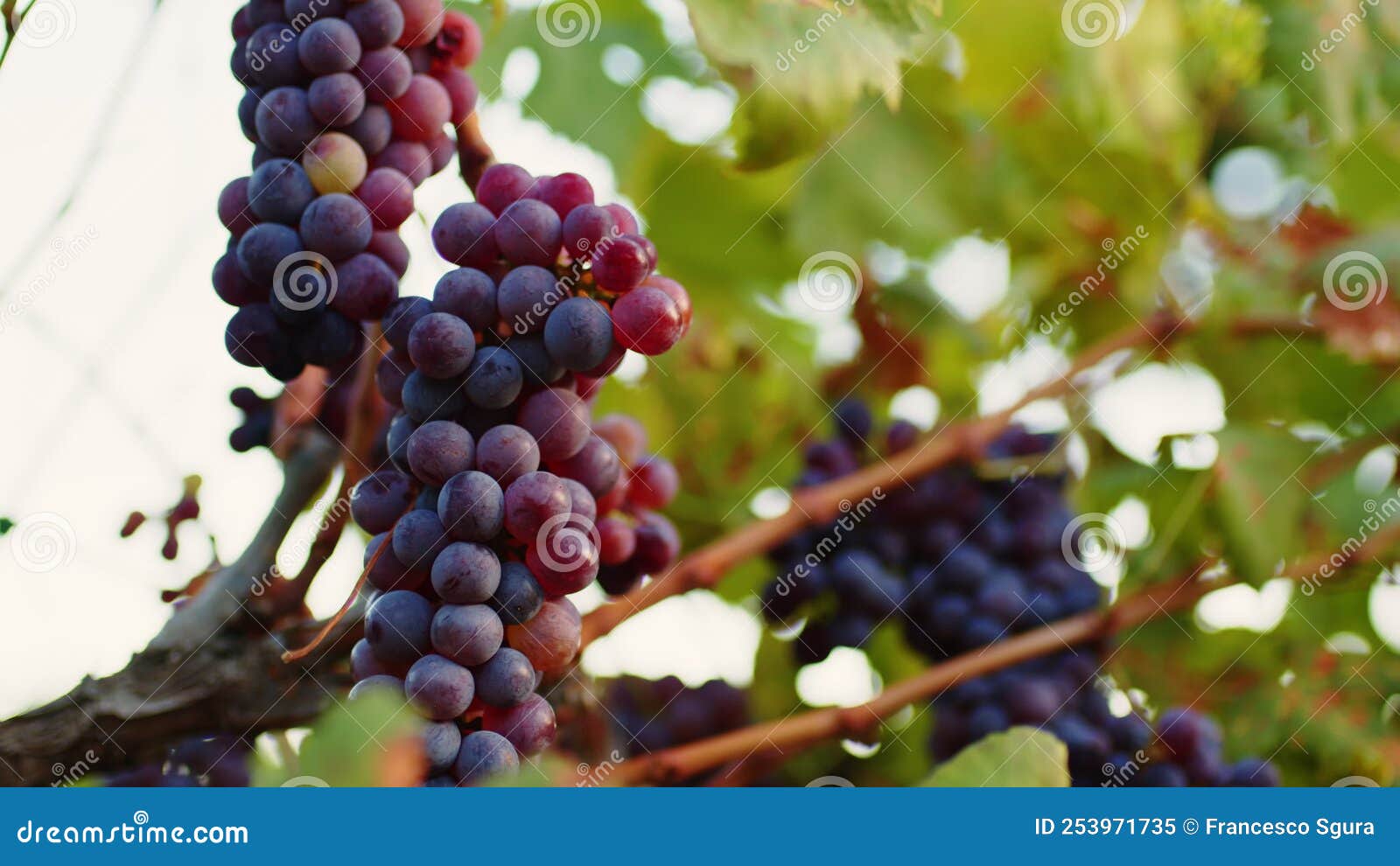 Bunches of Red Grapes for Balsamic Vinegar Stock Video Video of healthy, grape 253971735