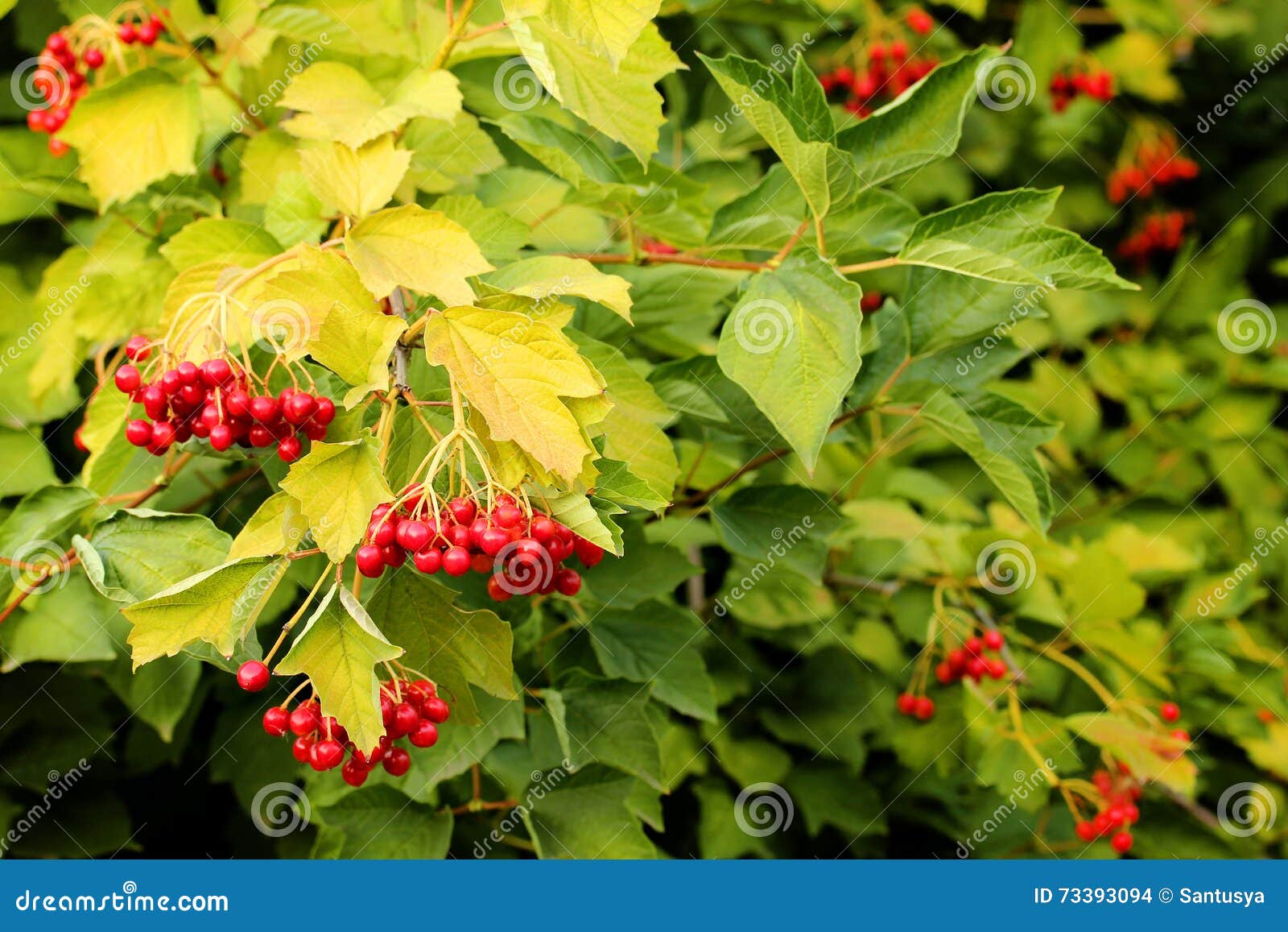Bunches of red viburnum stock photo. Image of beauty 73393094