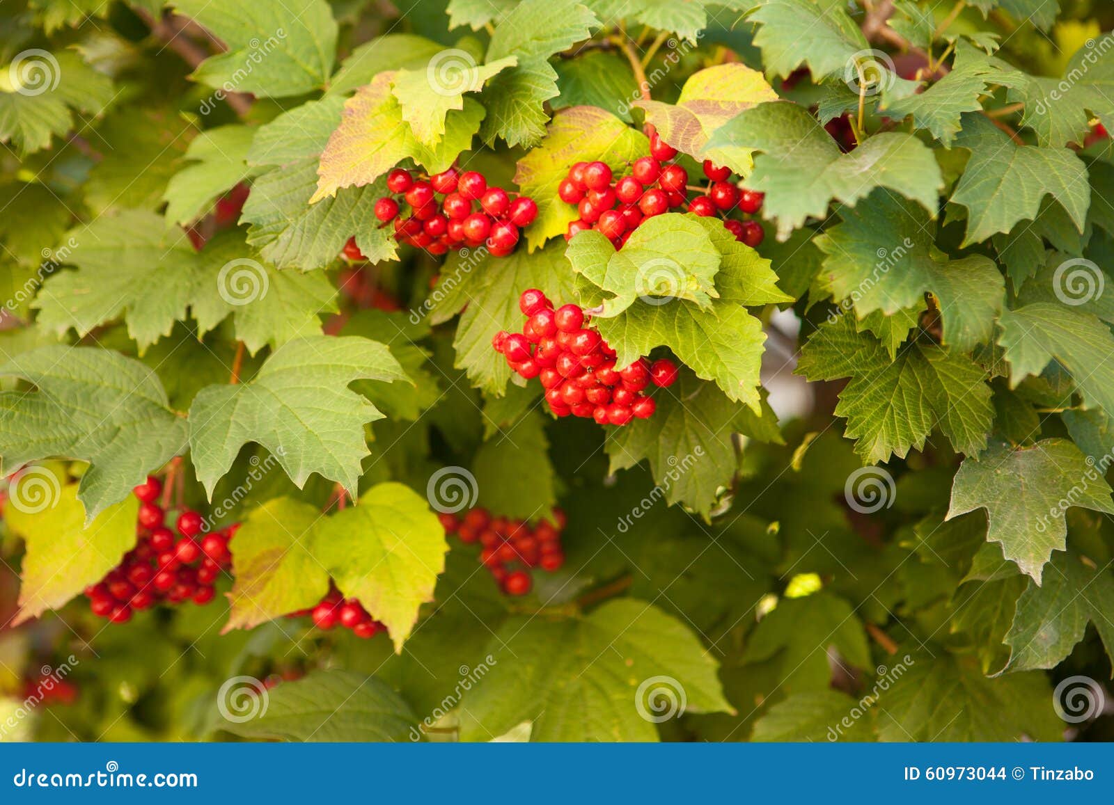 Bunches of red viburnum stock photo. Image of season 60973044
