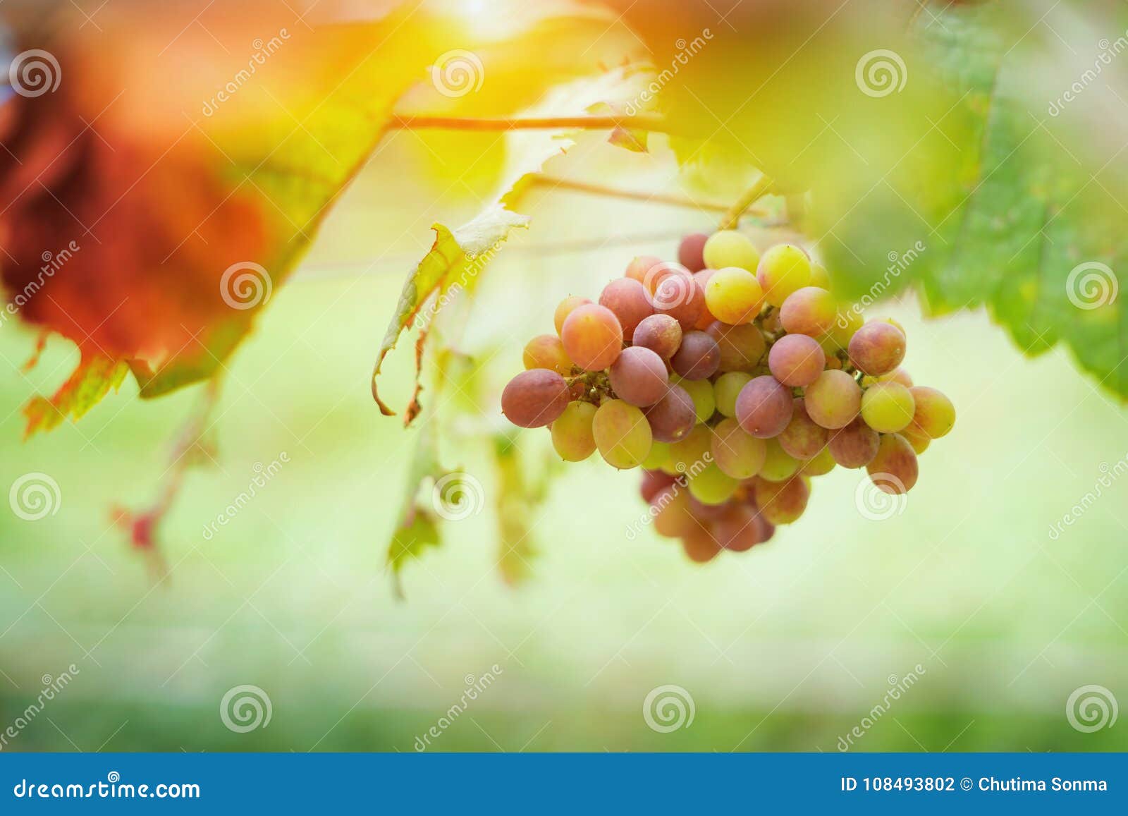 Bunches of Red Wine Grapes Growing in Italian Fields. Close Up Stock