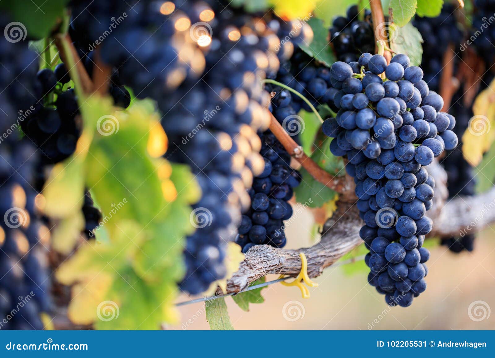bunches of ripe black grapes on vine row with selective focus